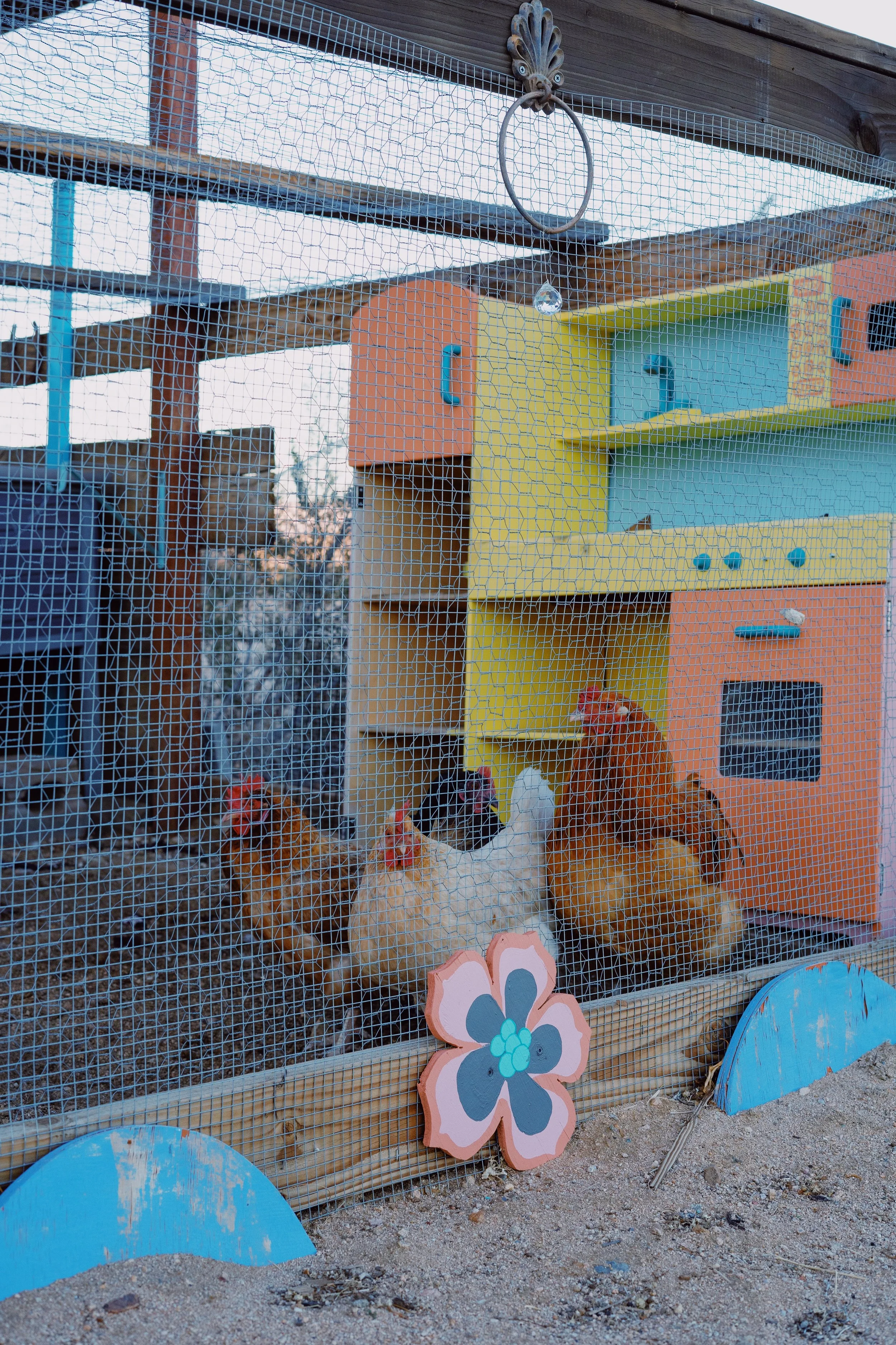 SHEVA-KAFAI-BUNNIE-66.JPG