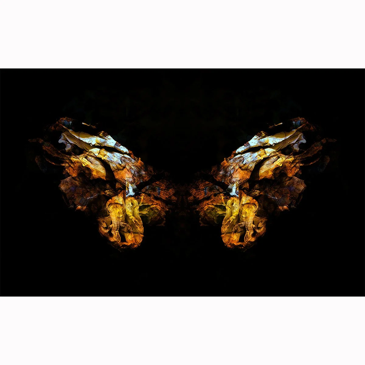 Square.Mini M.Wings of Freedom.jpg