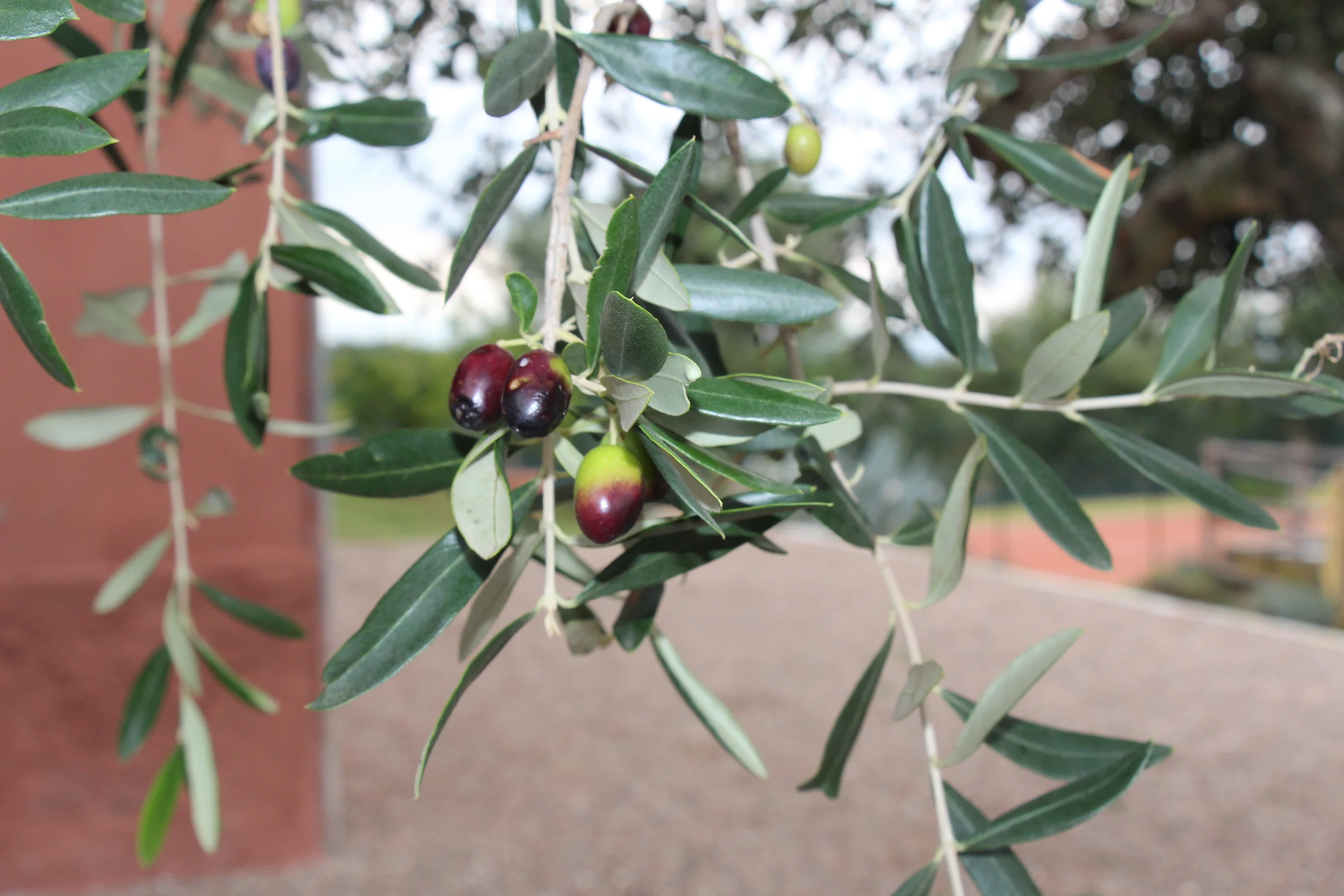 Ripe Olives, Il Molino, Montefiascone, Italy