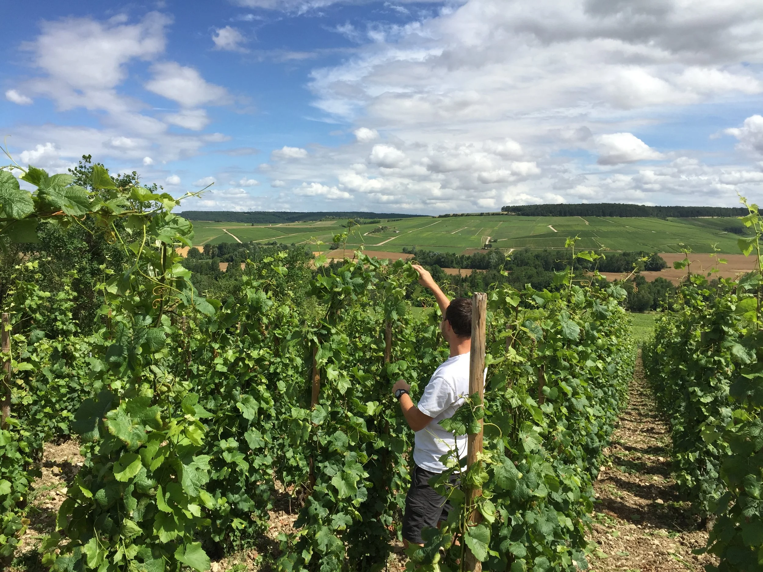 Aurélien Gerbais in his vineyards, Celles-sur-Ource, France