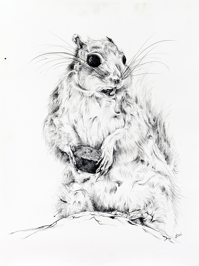 The Squirrel
