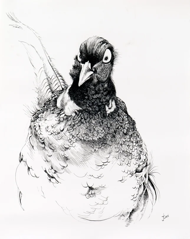 The Pheasant
