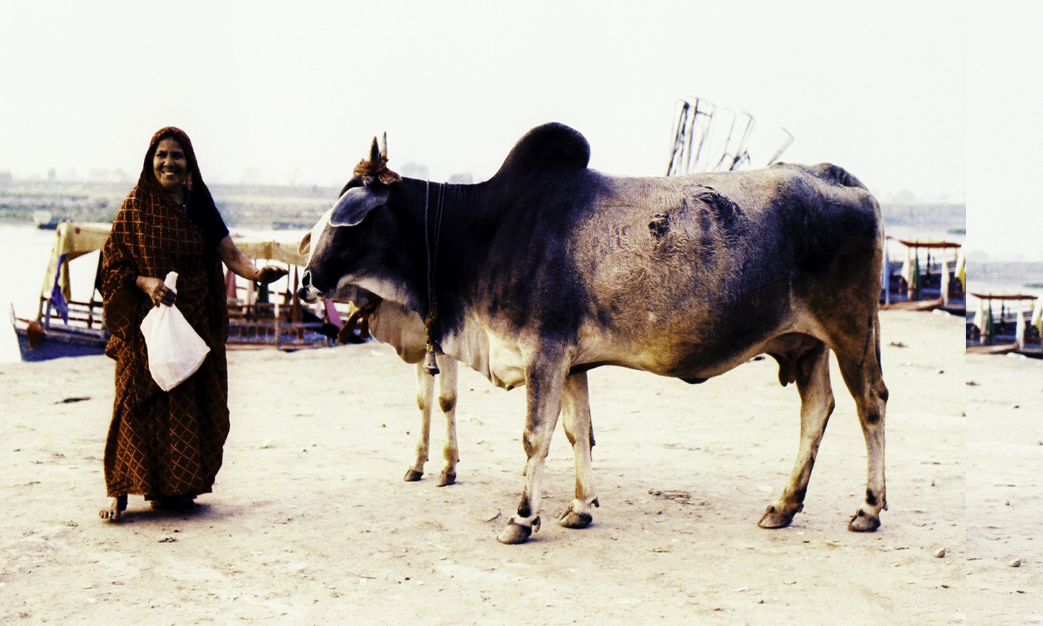 india woman with bull .png