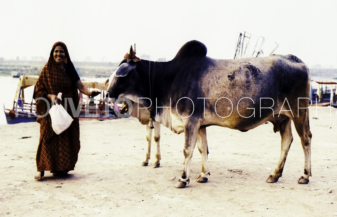 Holi Woman and Cow