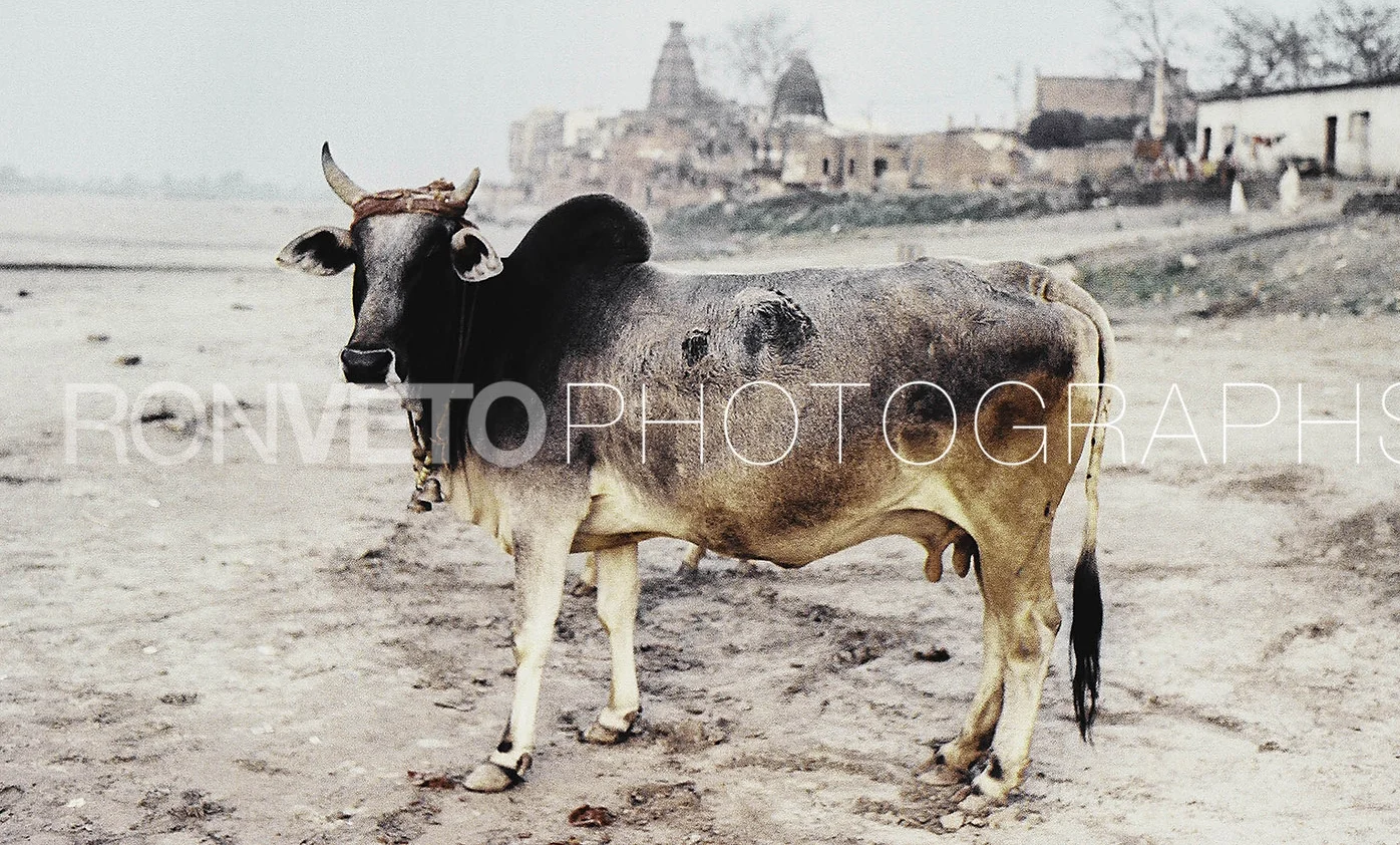 Holy Cow, india