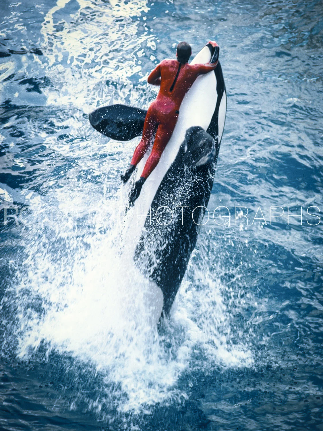 Sea World, San Diego, Ca.