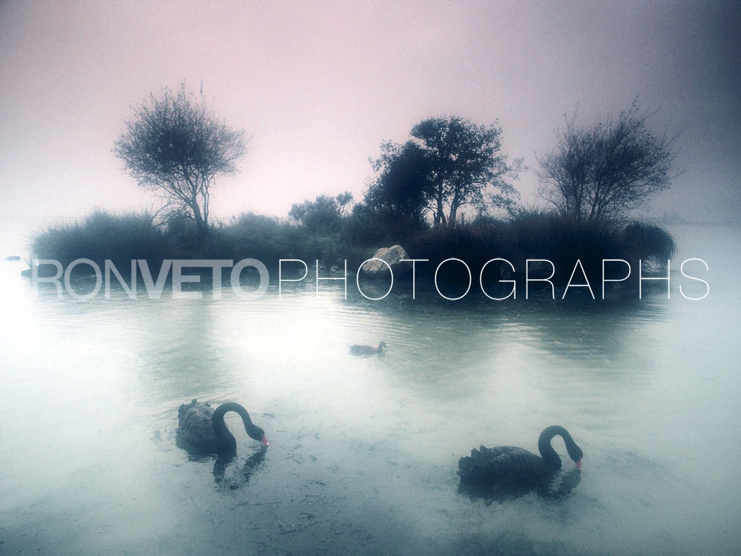 Swans, South Isle, New Zealand