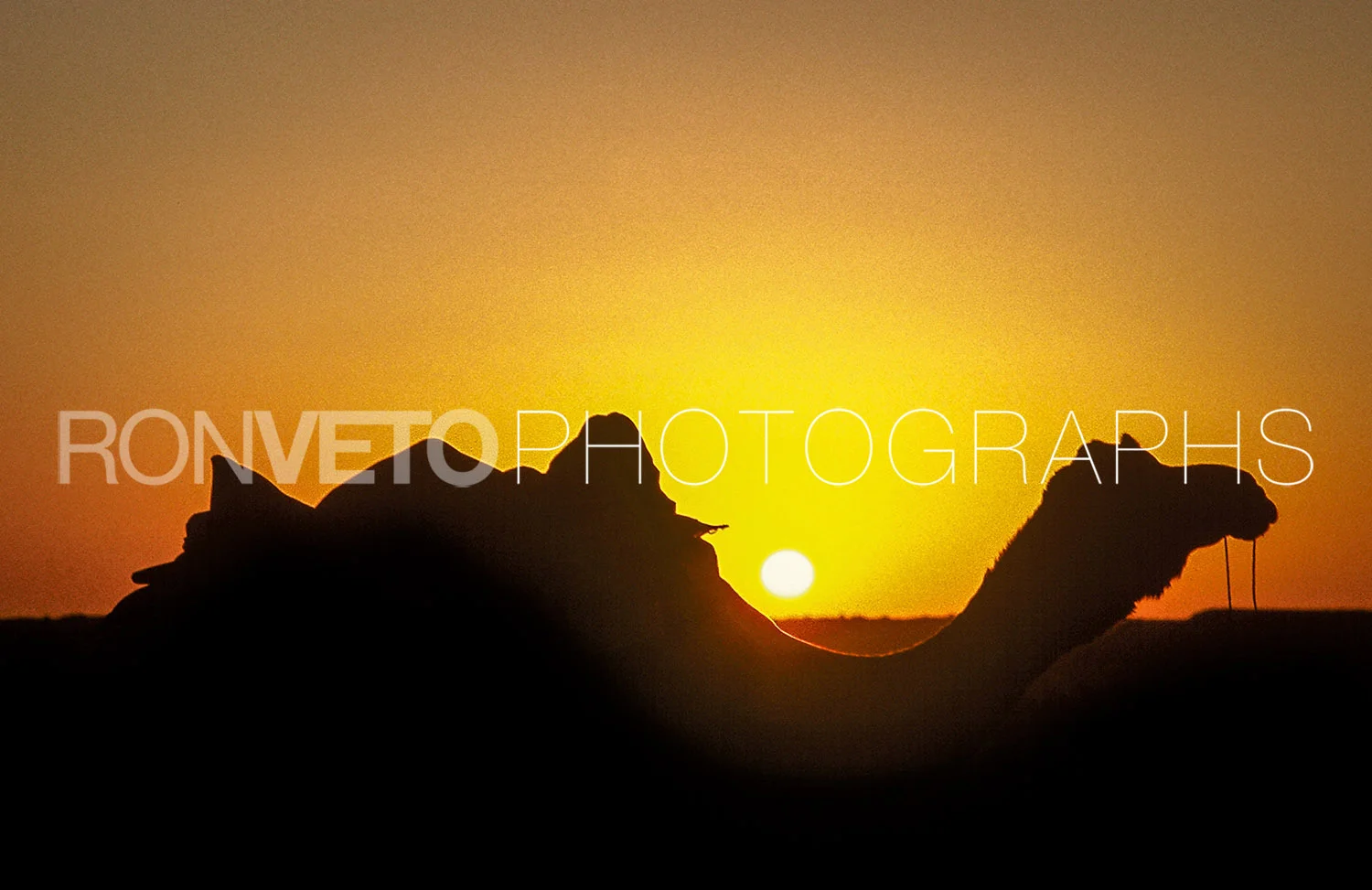 Camel, Thar Desert, India