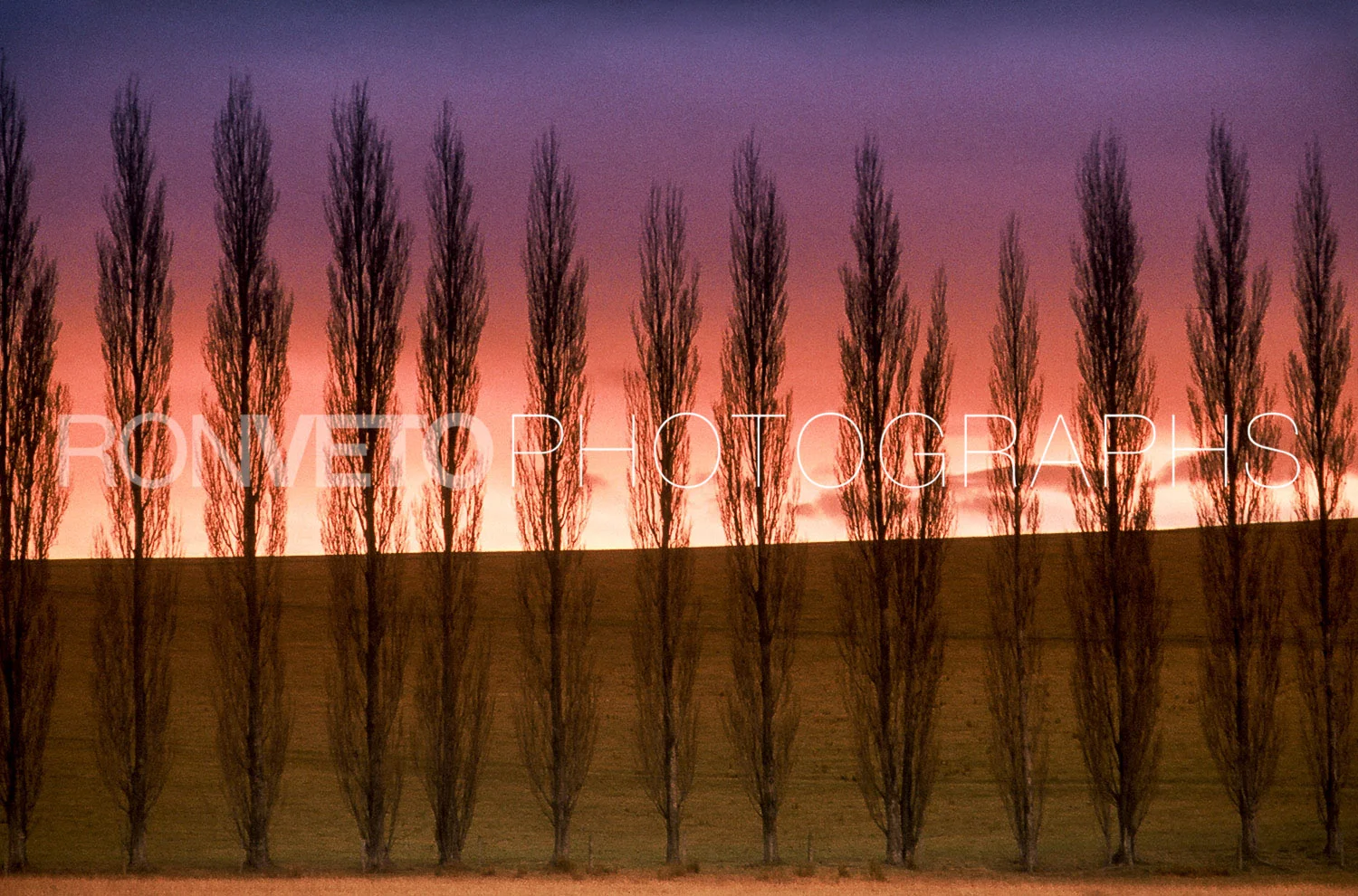 Trees, New Zealand