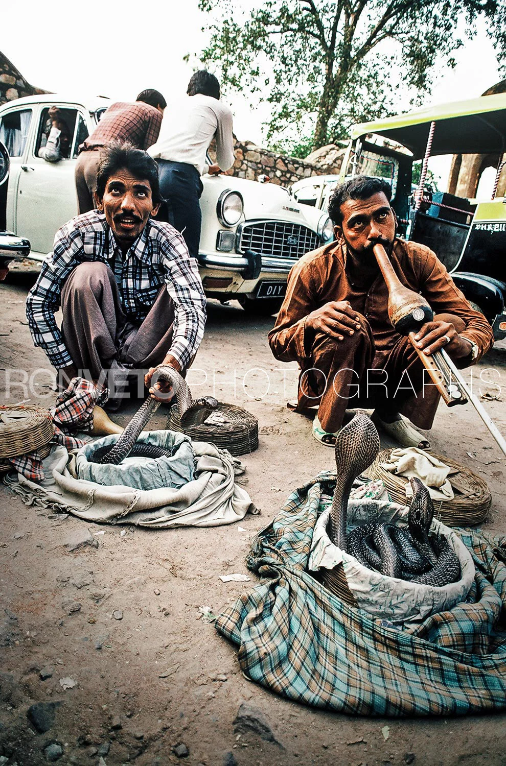 Cobras, New Delhi, India
