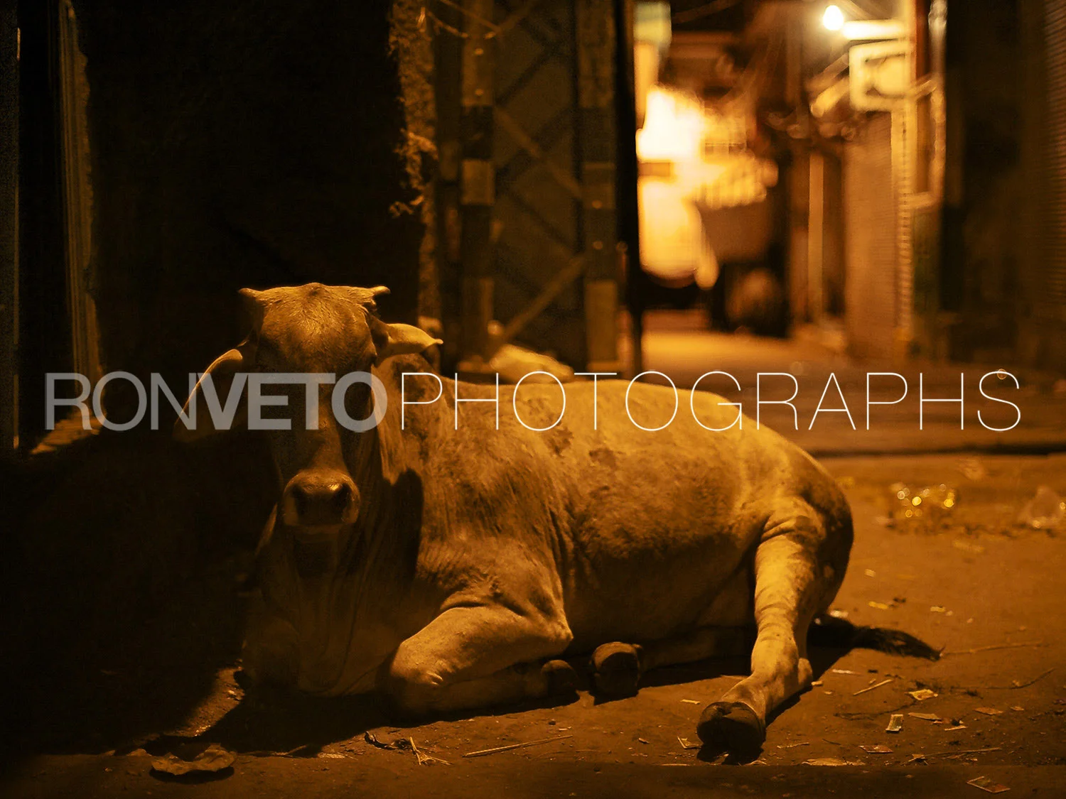 Sleeping cow, India