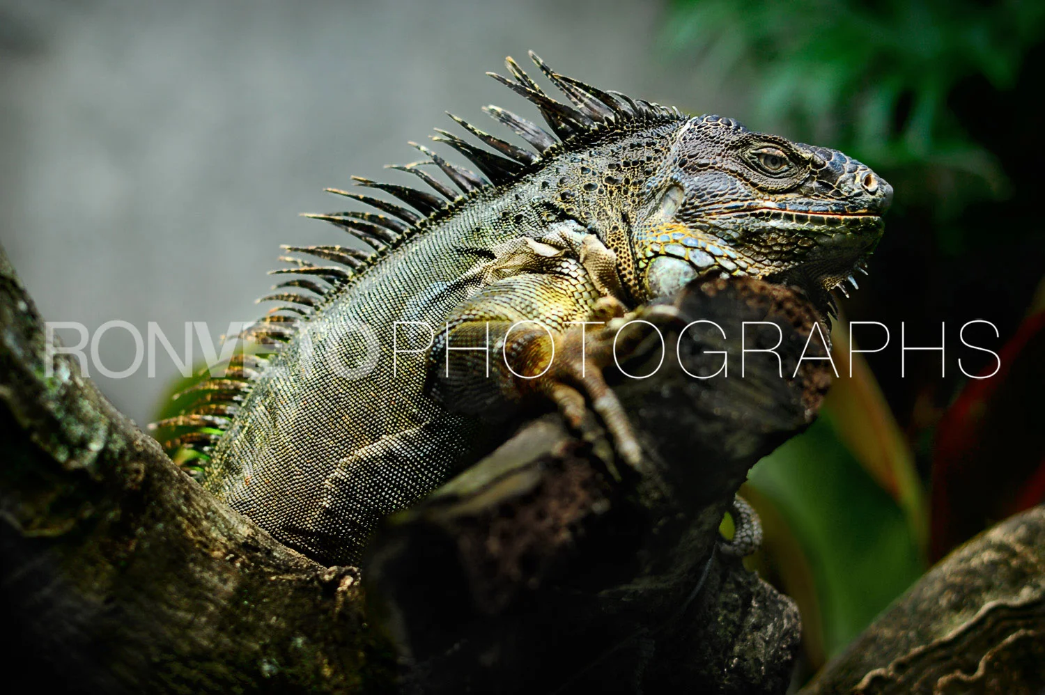Iguana, Mexico