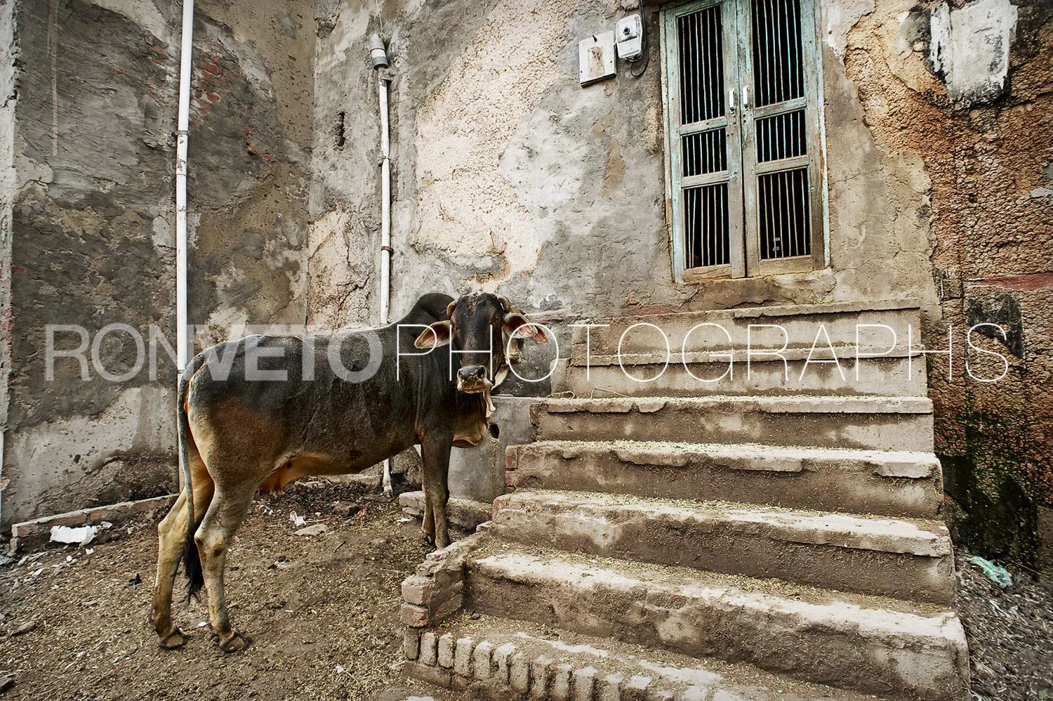 Cow, Vrindavan, India
