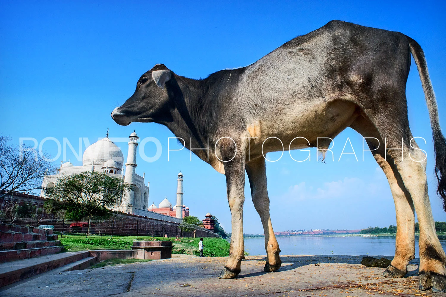 Holy cow at the Taj Mahal, India