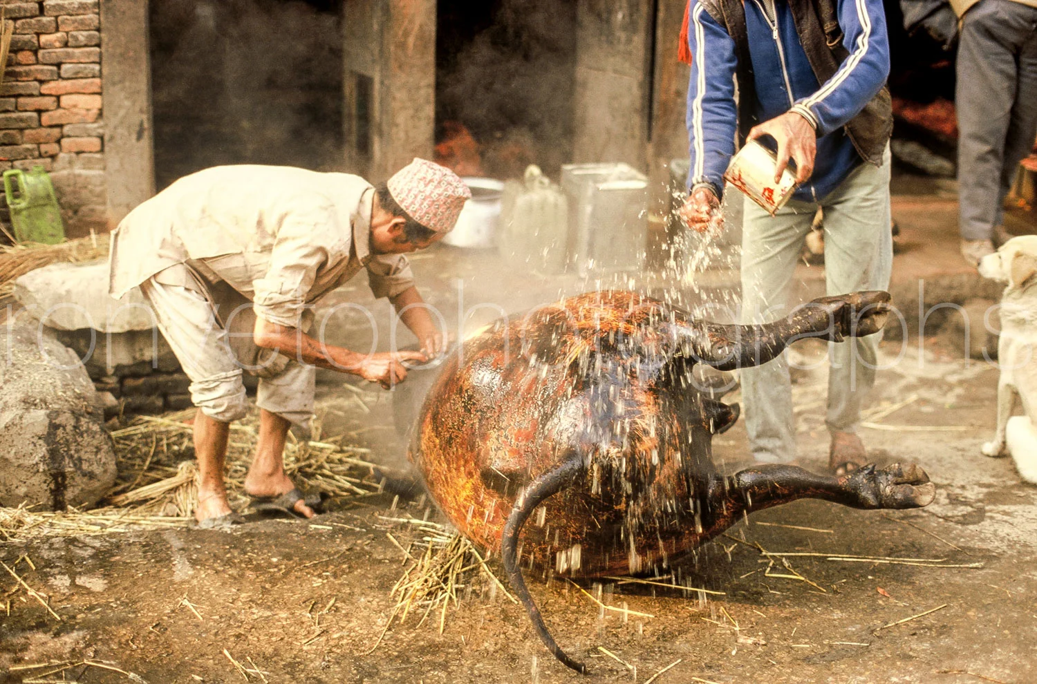 Cleaning the dead cow, Nepal