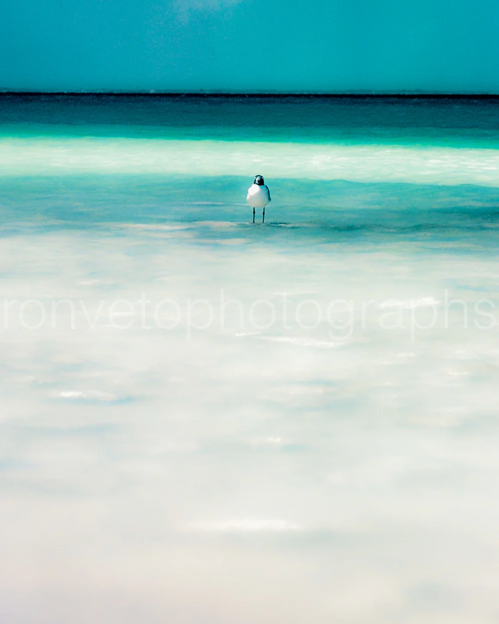 Seagull in the Pacific, Mexico