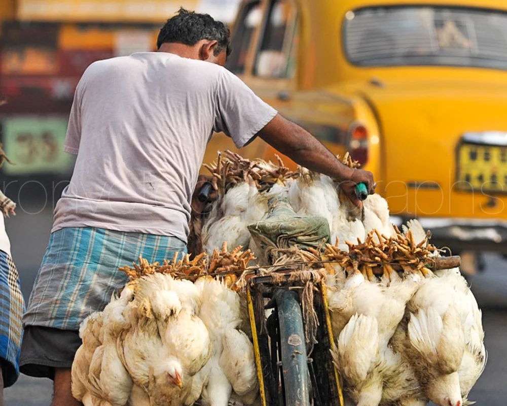 Chickens, India