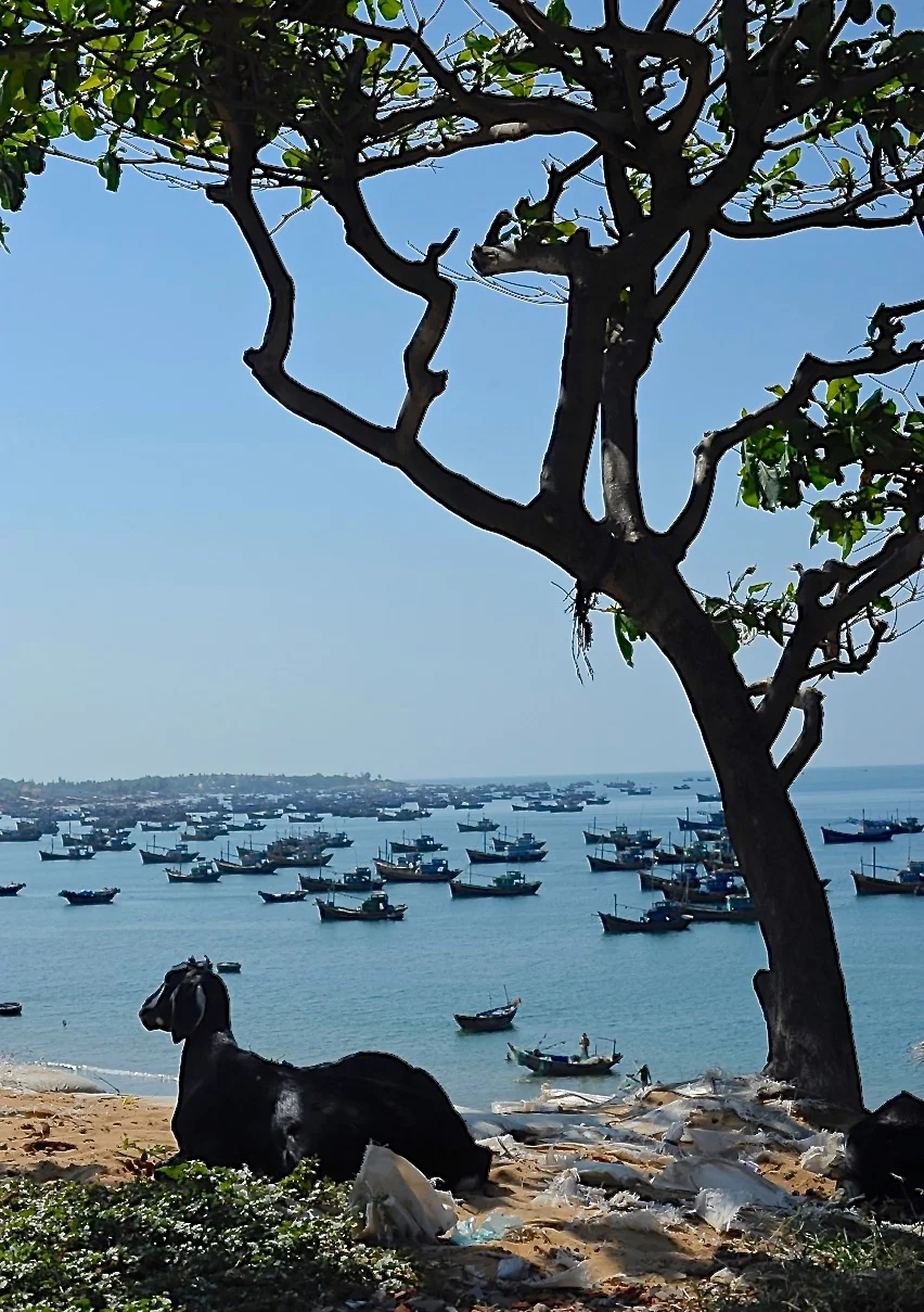 Goats over Mui-ne, Vietnam