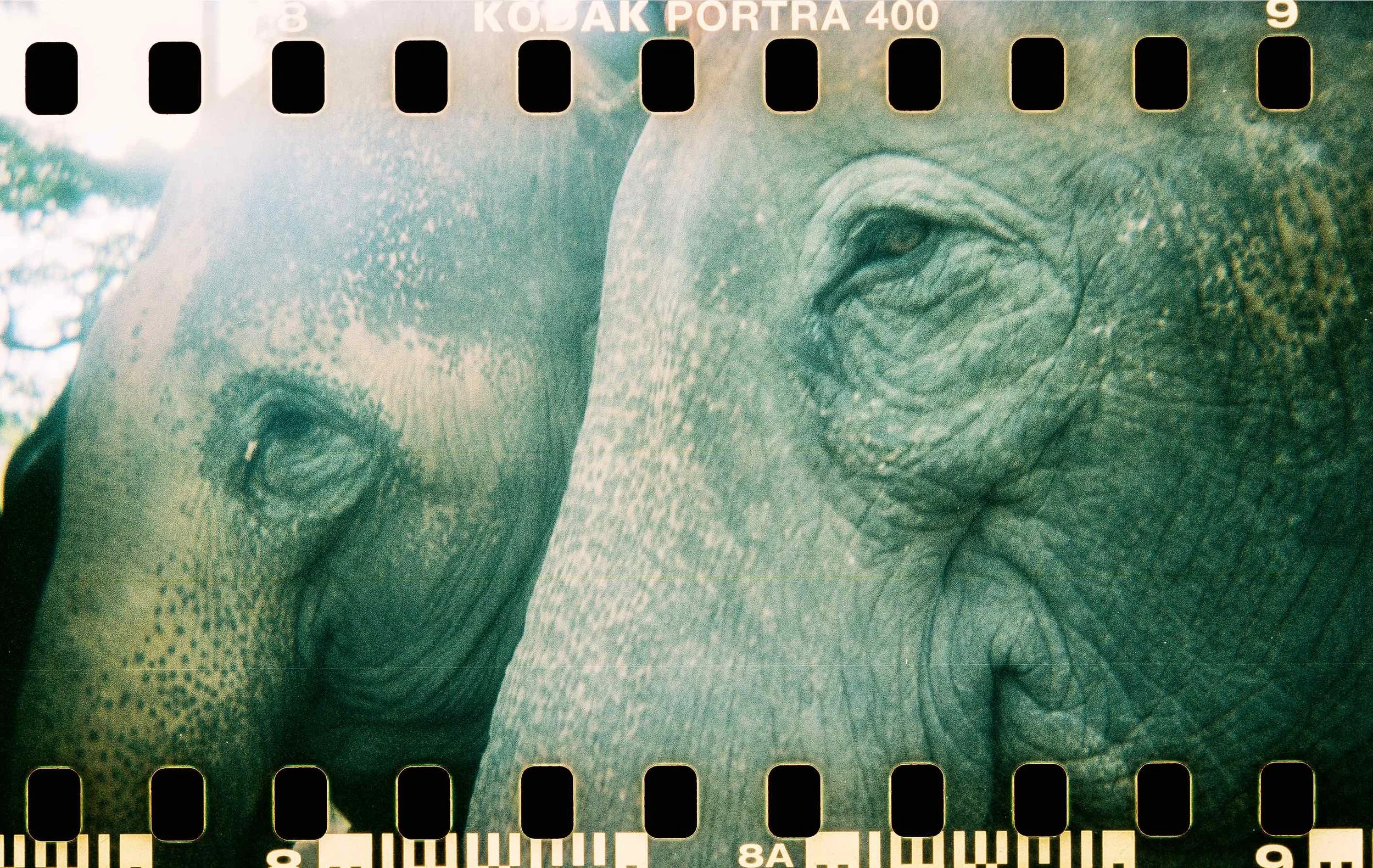 Surin elephant roundup