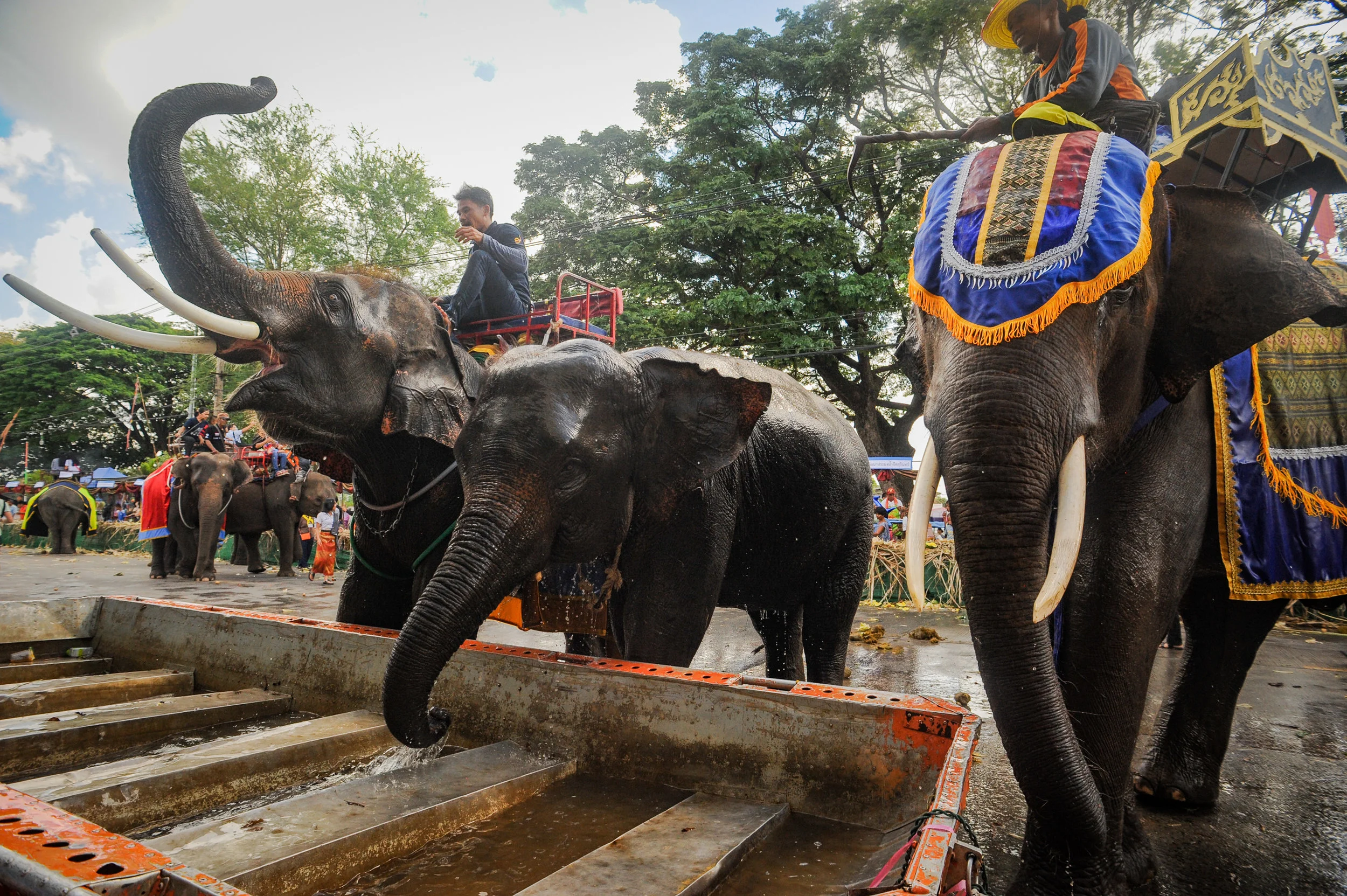 elephant bath 2 surin 2017.jpg