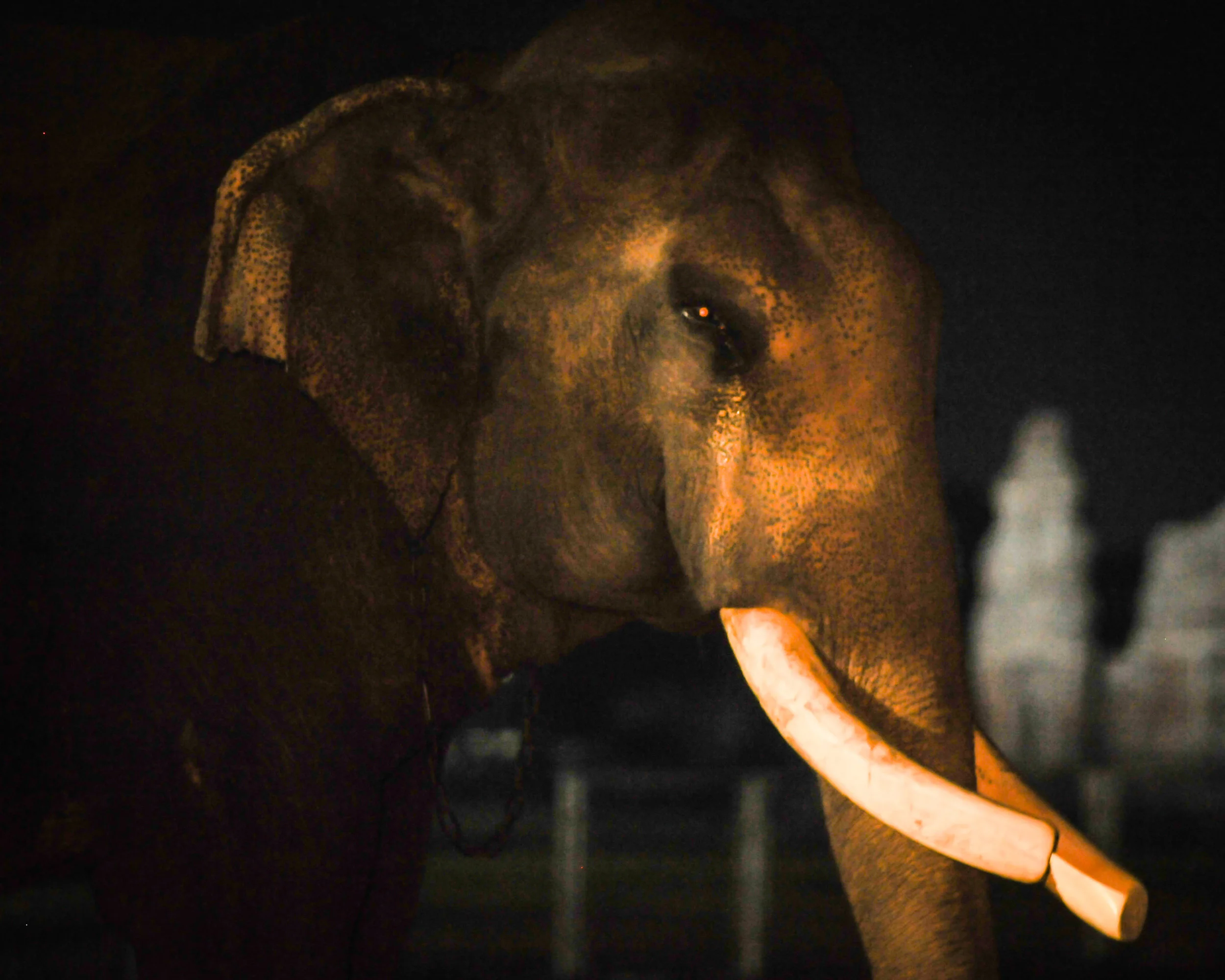 elephant night 2017.jpg