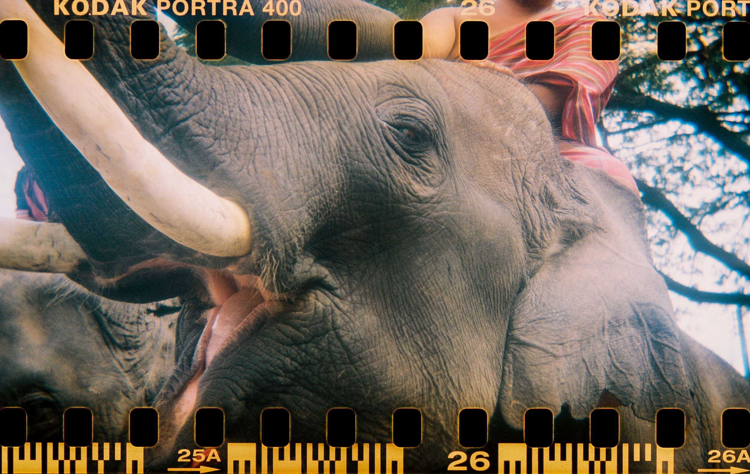 elephant mouth tusk 2017.jpg