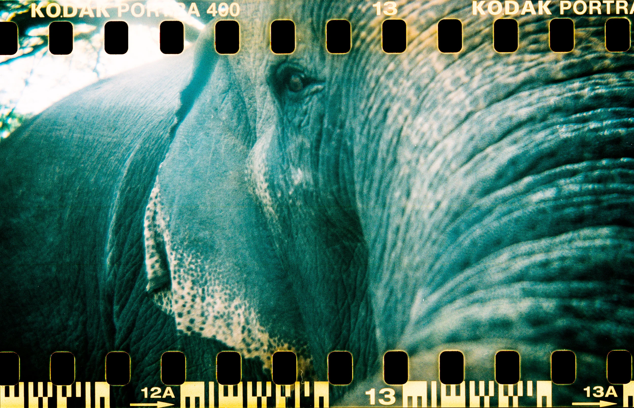 surin elephant 2017.jpg