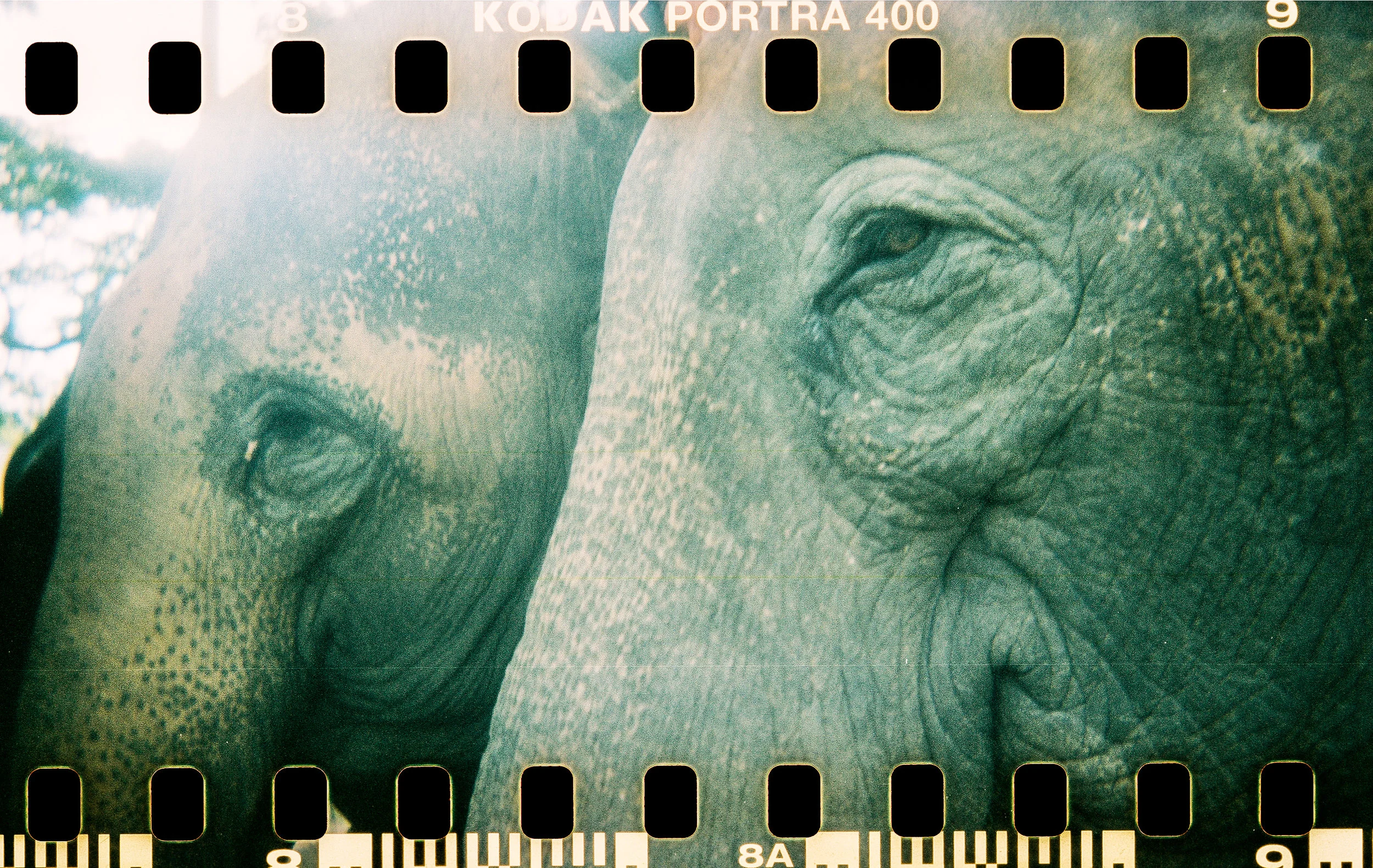 surin elephants.jpg