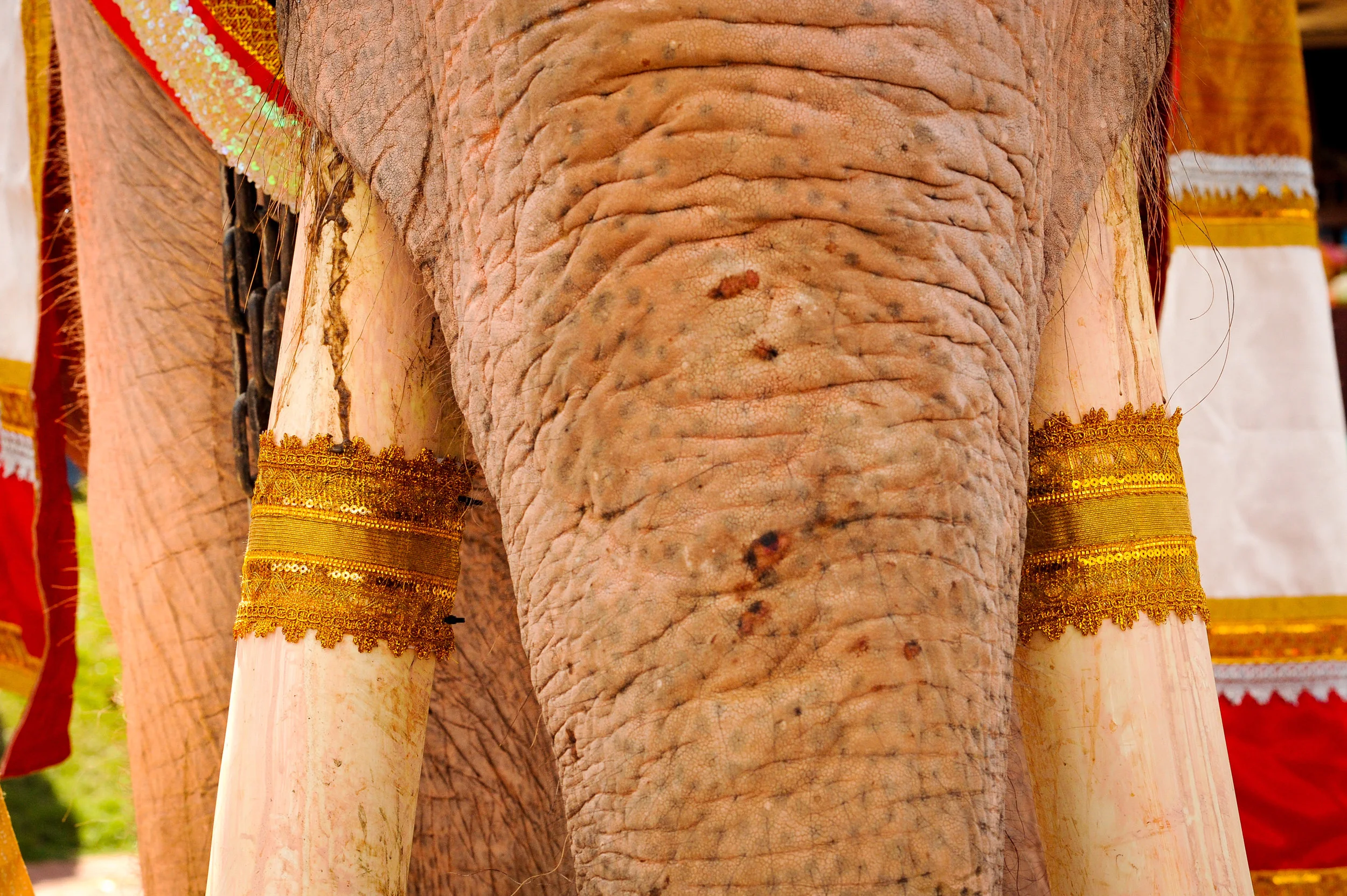 elephant king tusks 2 surin 2017.jpg