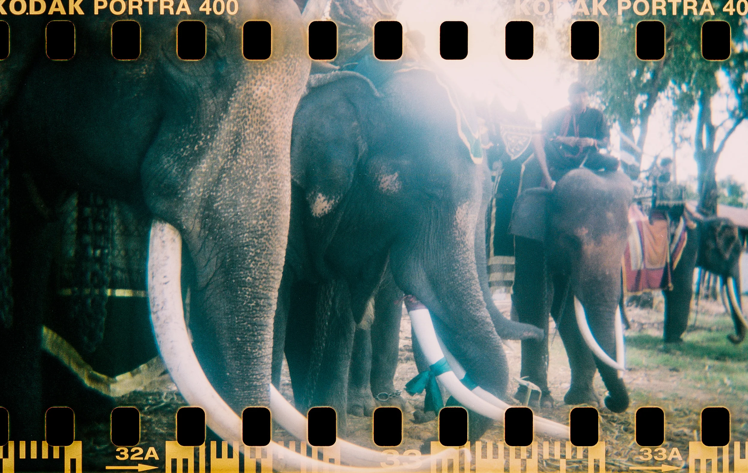 four elephants 2017_.jpg
