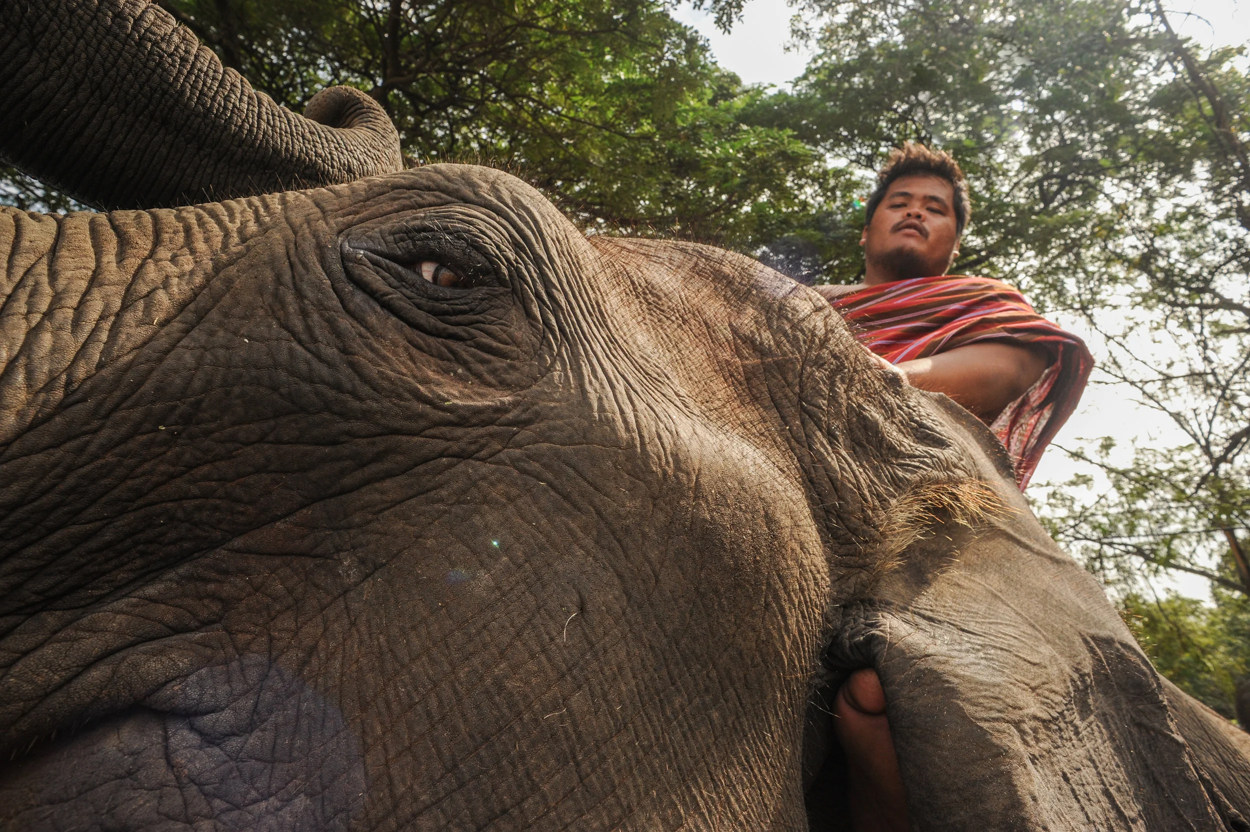 elephant with mahoot elephant 2017 2 2017.jpg