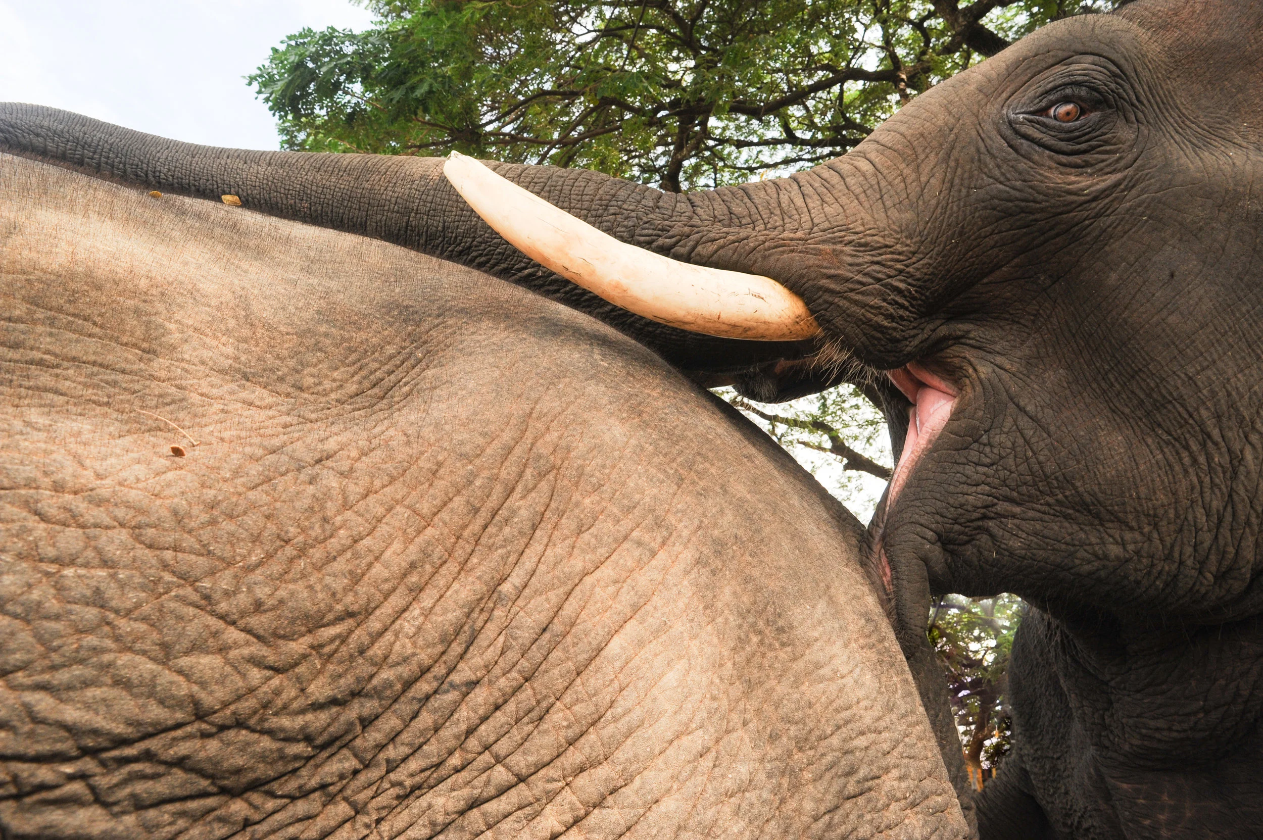 elephant with tucks on top 2017.jpg