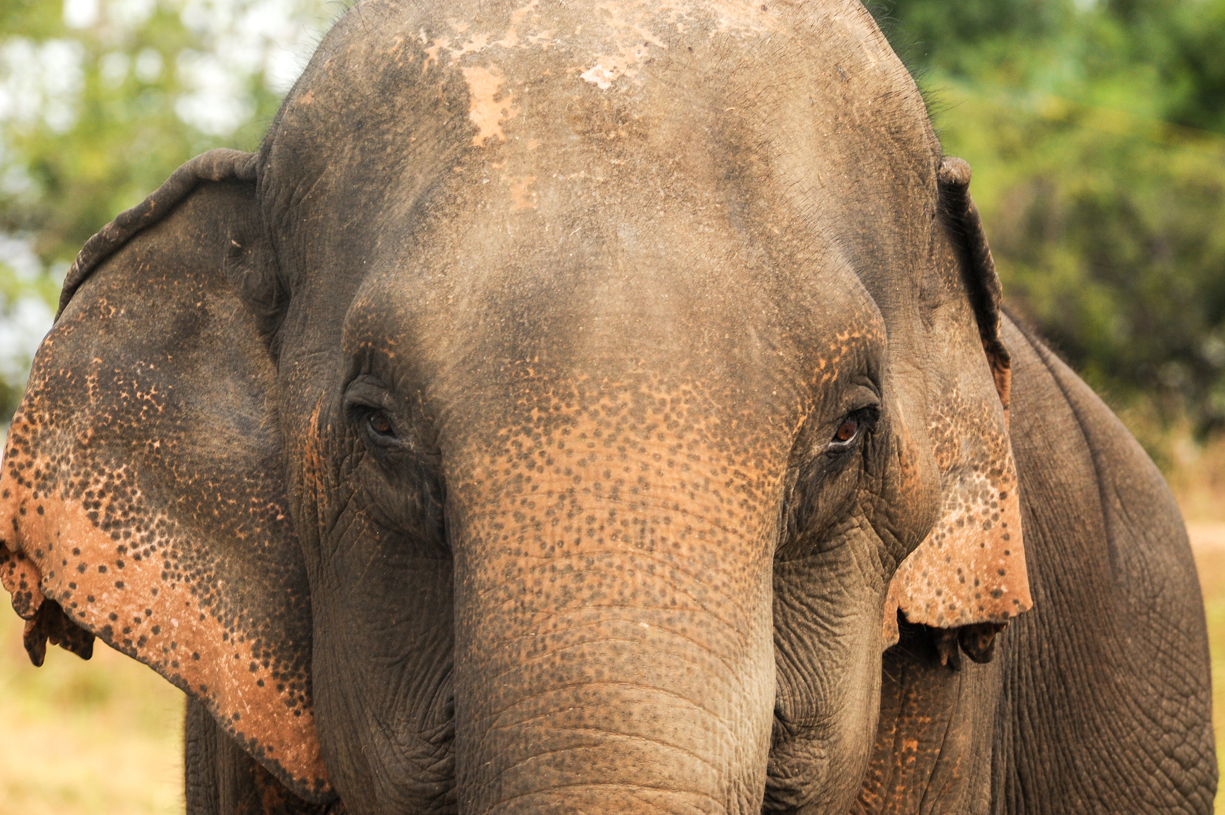 elephant head body 2017_.jpg