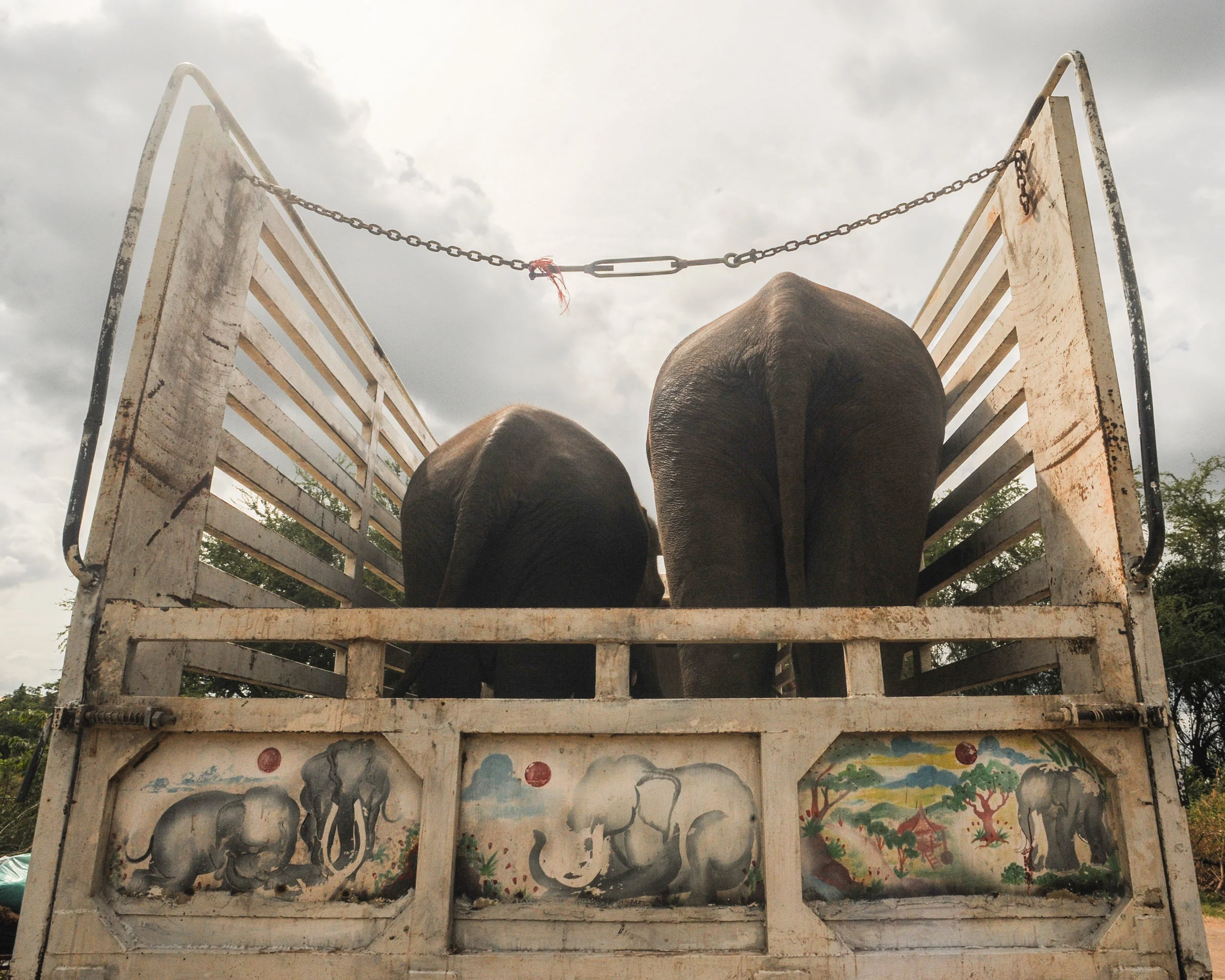elephant in truck 2 dig 2017.jpg