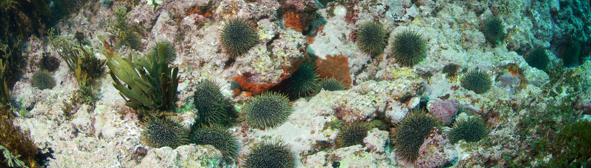 Community Trust header 05.jpg