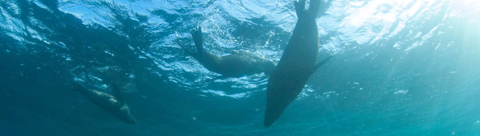 Community Trust header 07.jpg