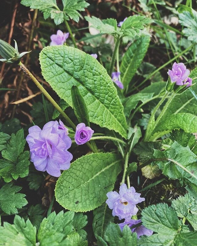 Wild, little things. #honestmagazine #wilder