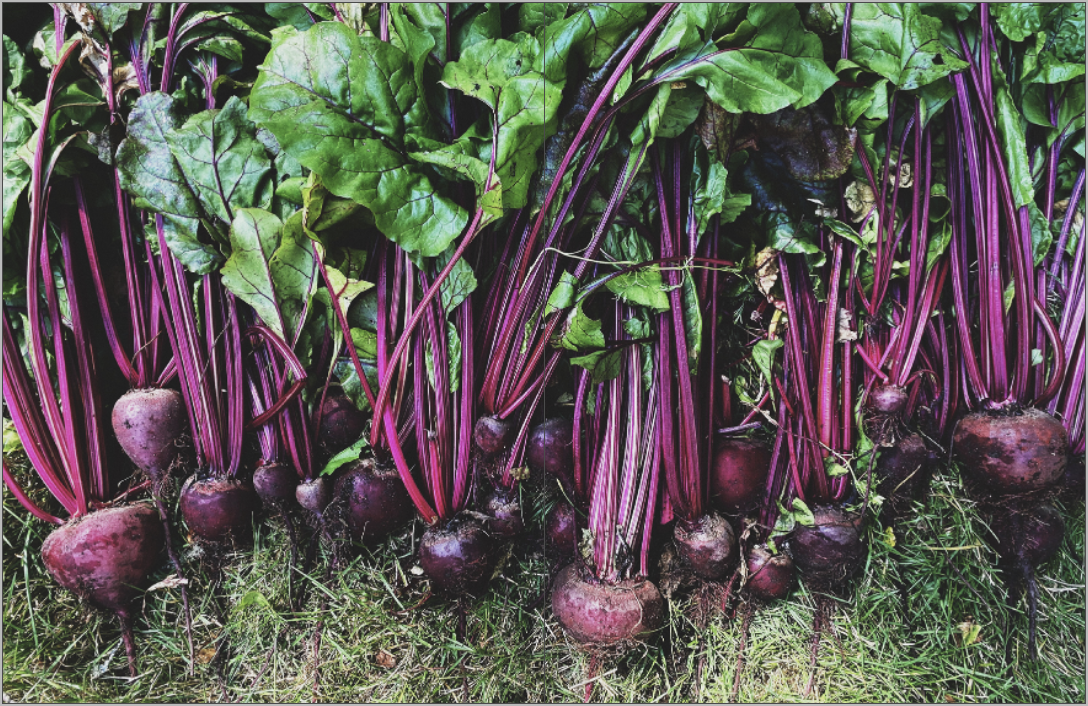 Screen Shot 2021-06-09 at 10.22.15 AM.png