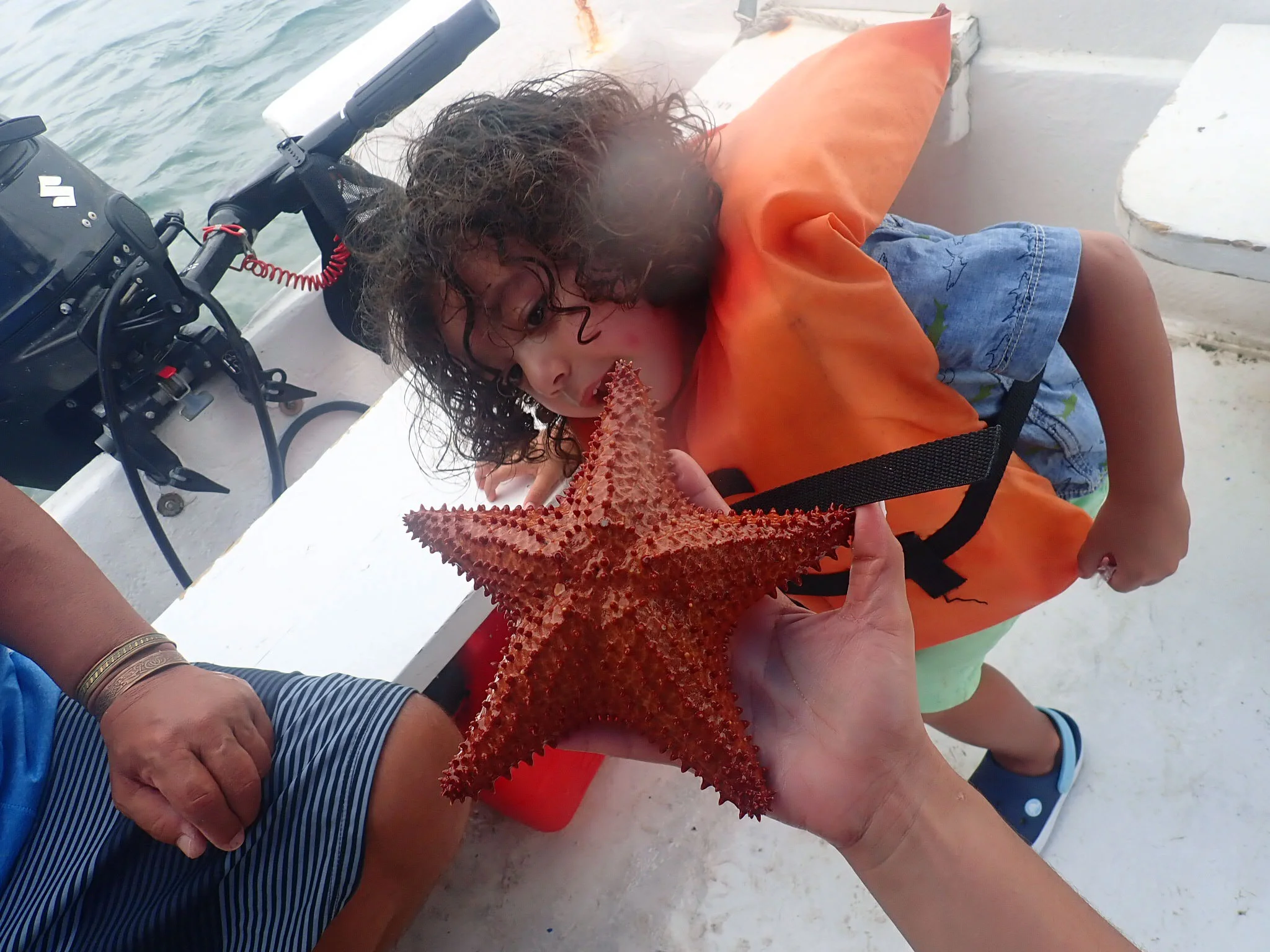 Starfish La Parguera.jpg