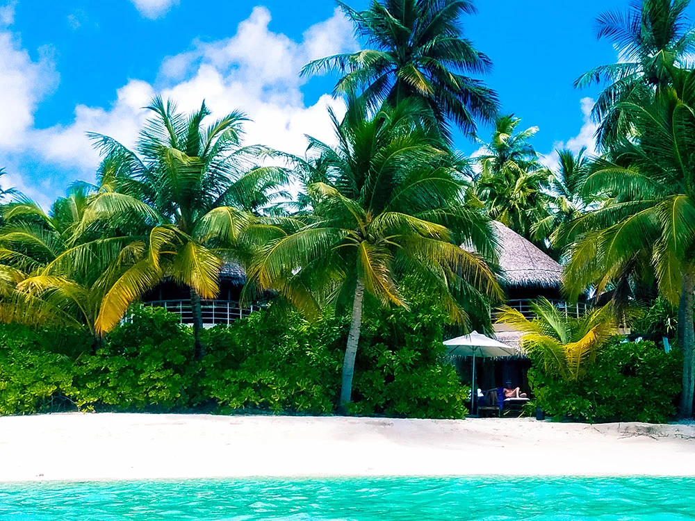 Beach in Maldives with trees.jpg