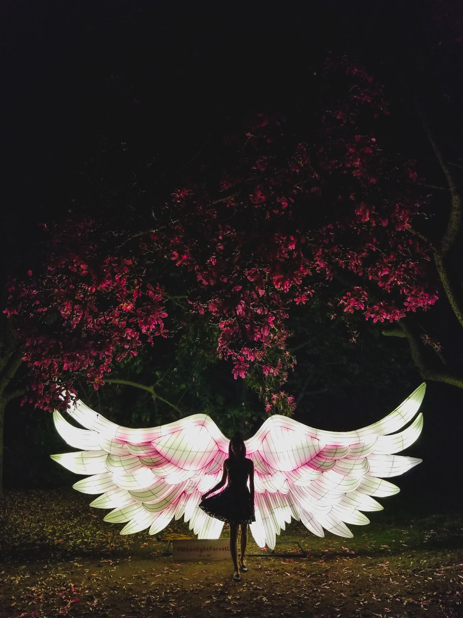 angel wings.jpg
