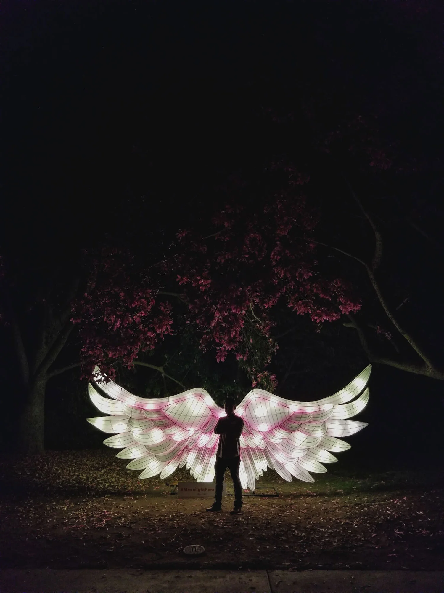 angel wing.jpg