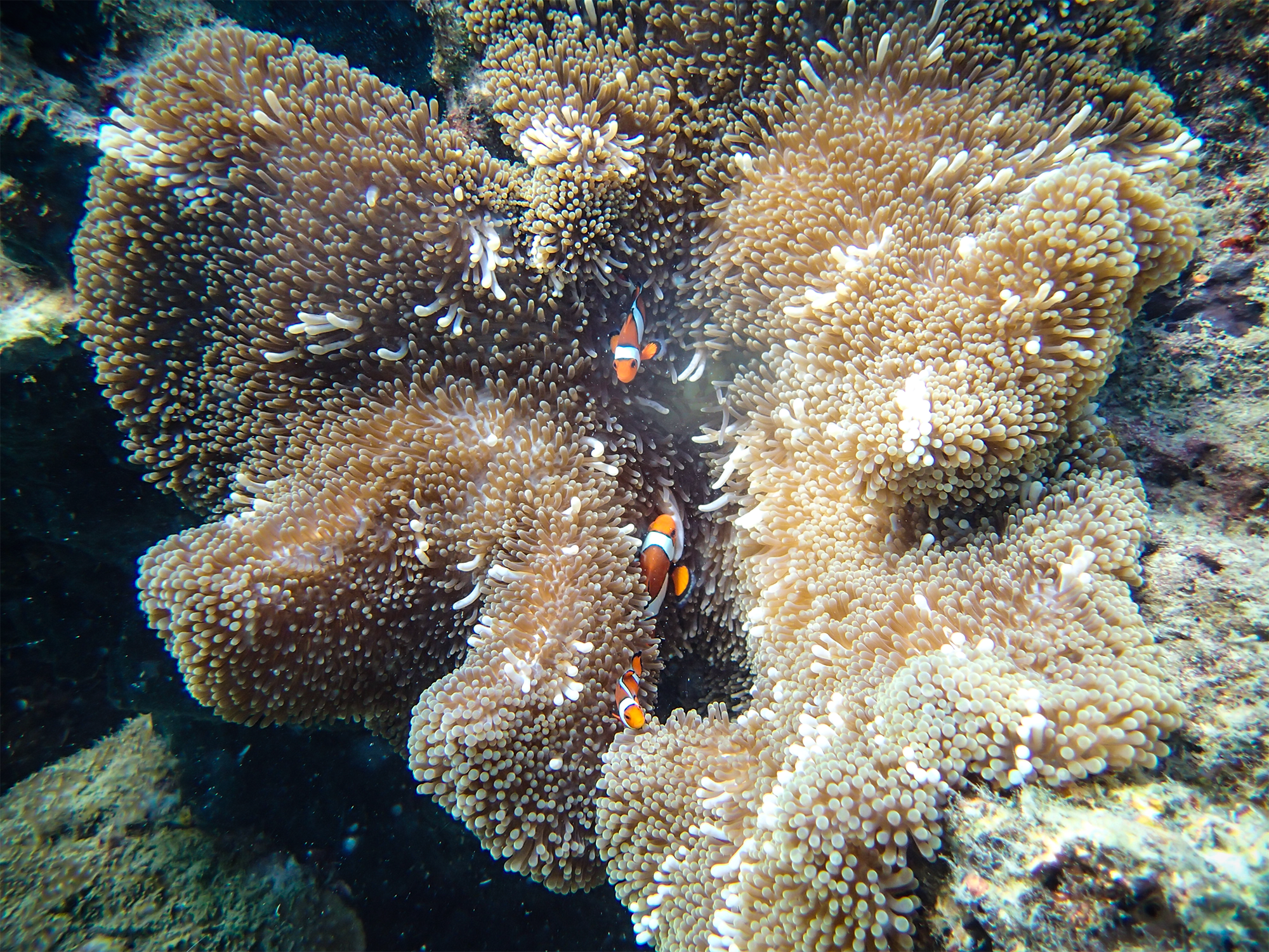 nemo.png