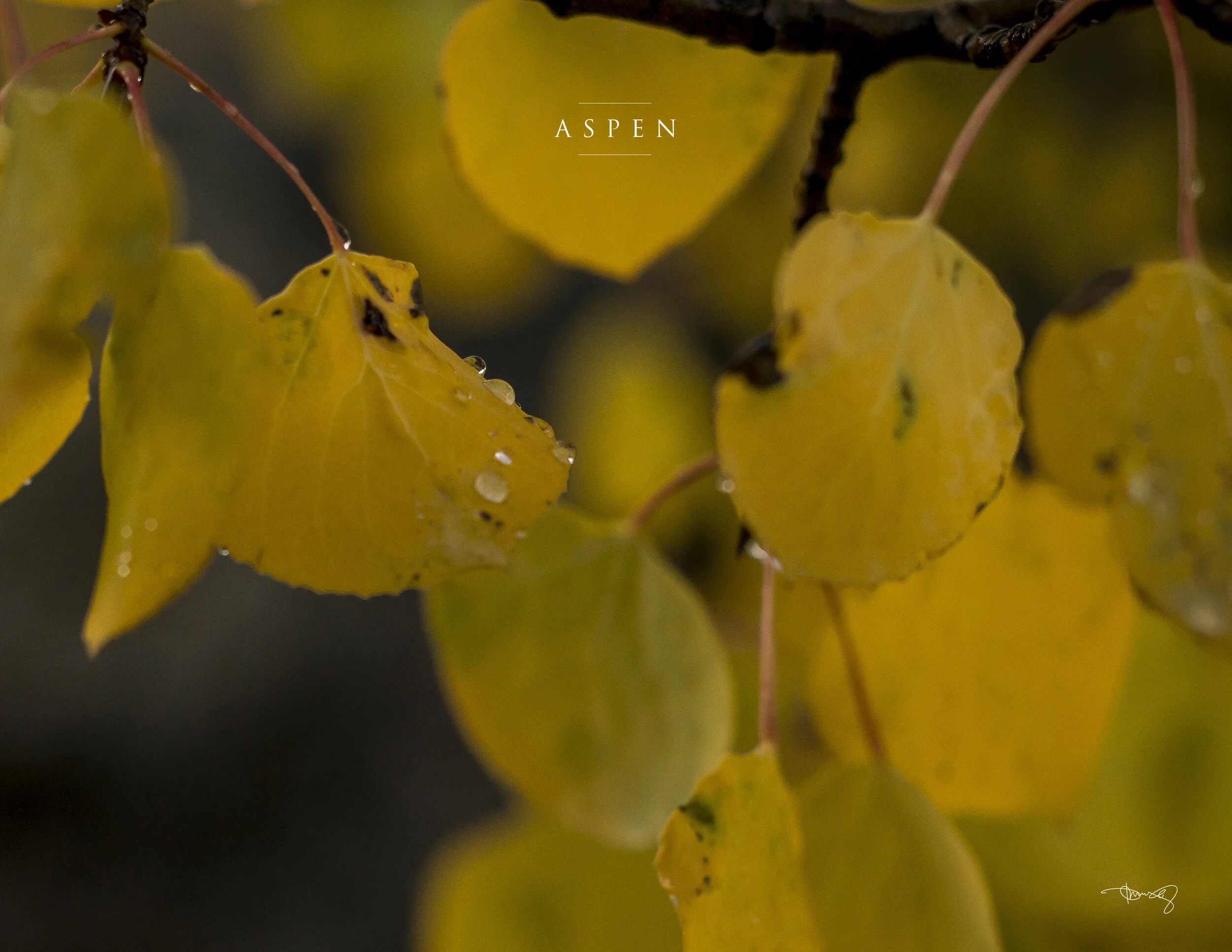 0009_October-Aspen.jpg