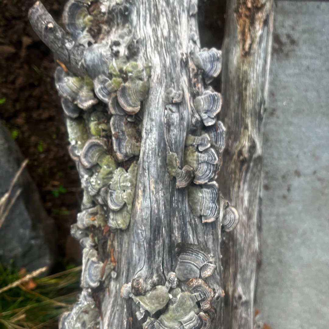 Hidden in plain sight: We tend to think of the city as devoid of nature, but look around and we find nature busy at work. This fungi matches the color of its host, a fence made of tree limbs, as it quietly returns the wood to earth. So the cycle cont