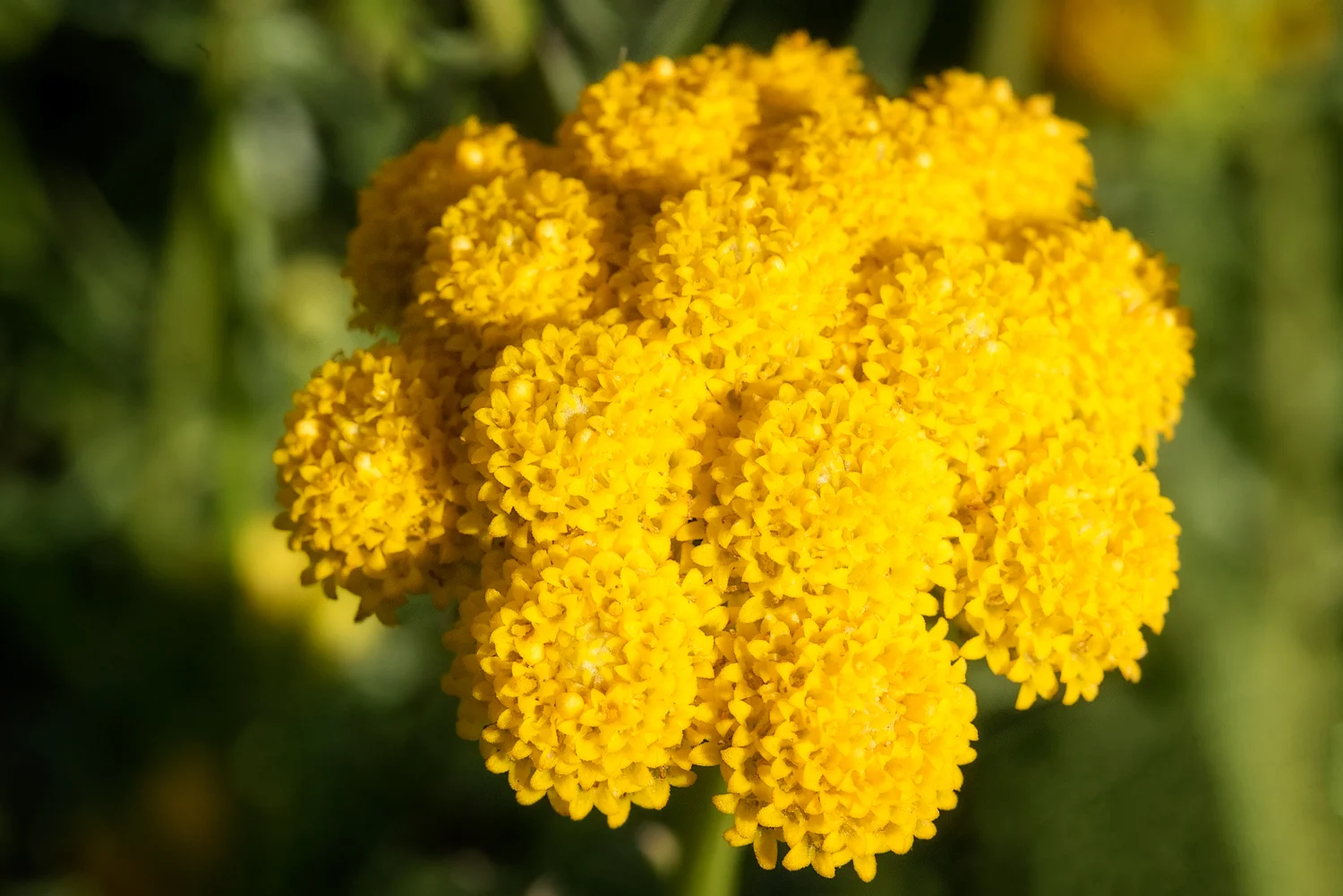 Flowers_150824_0031.jpg