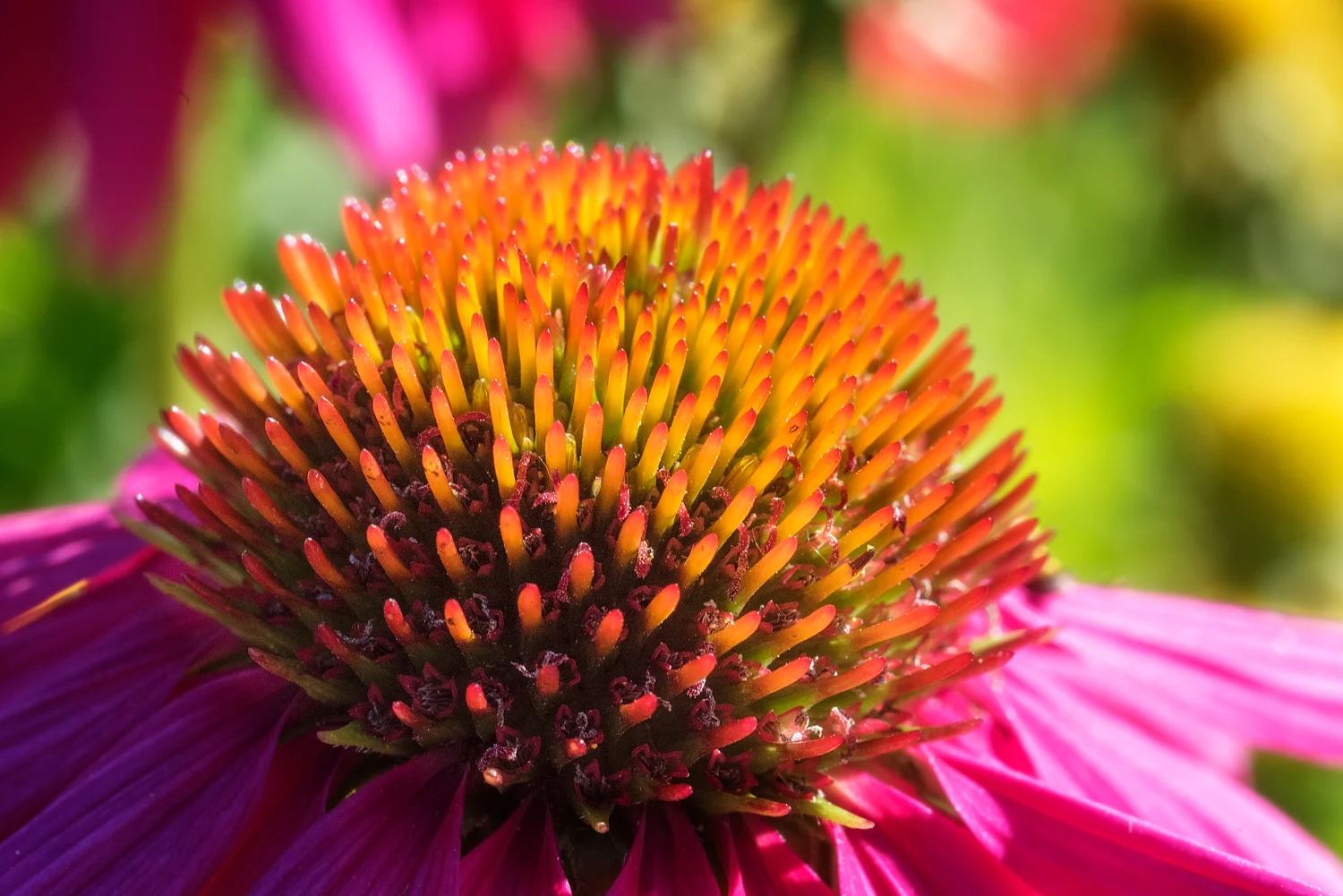 Flowers_150824_0088.jpg