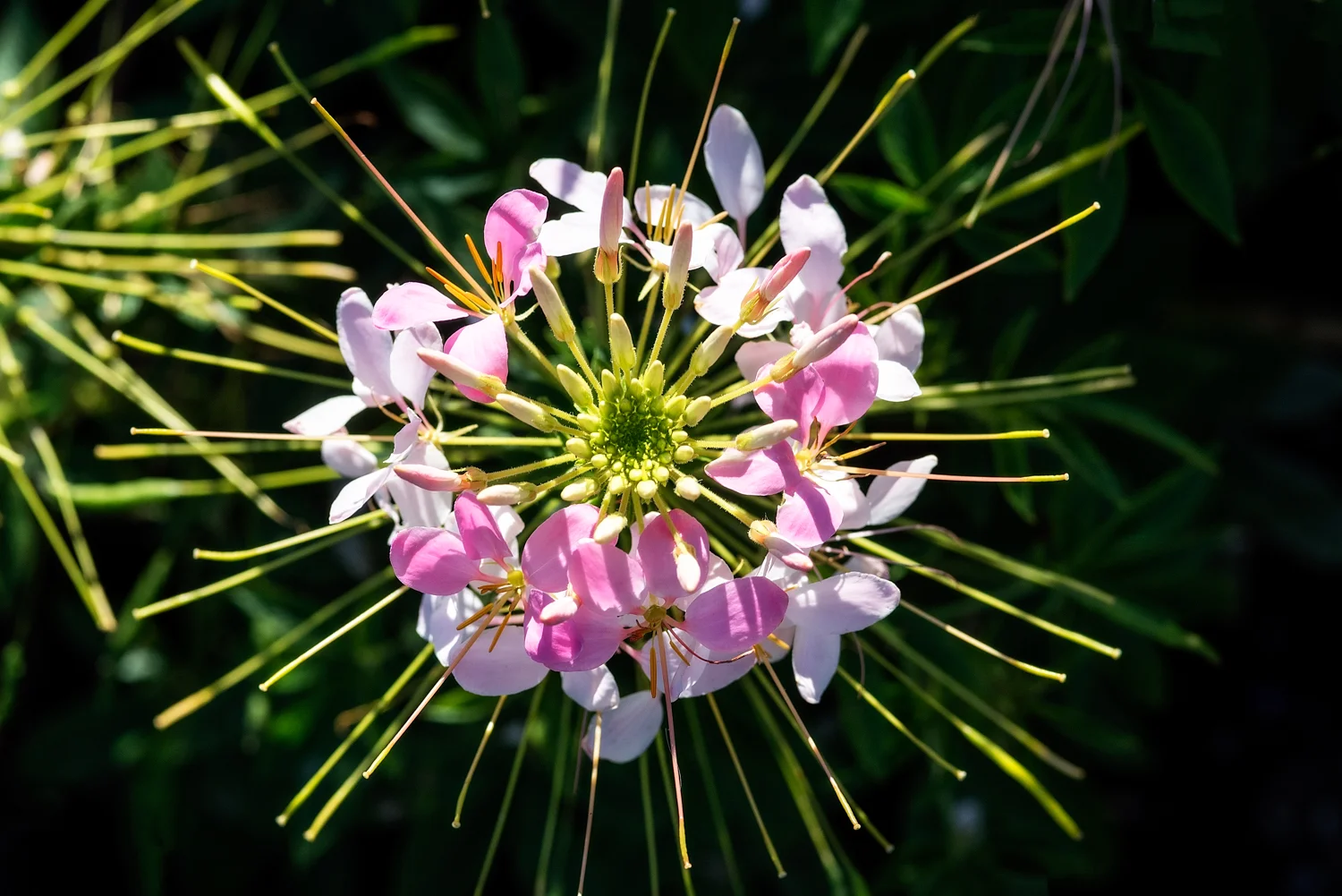 Flowers_150824_0162.jpg