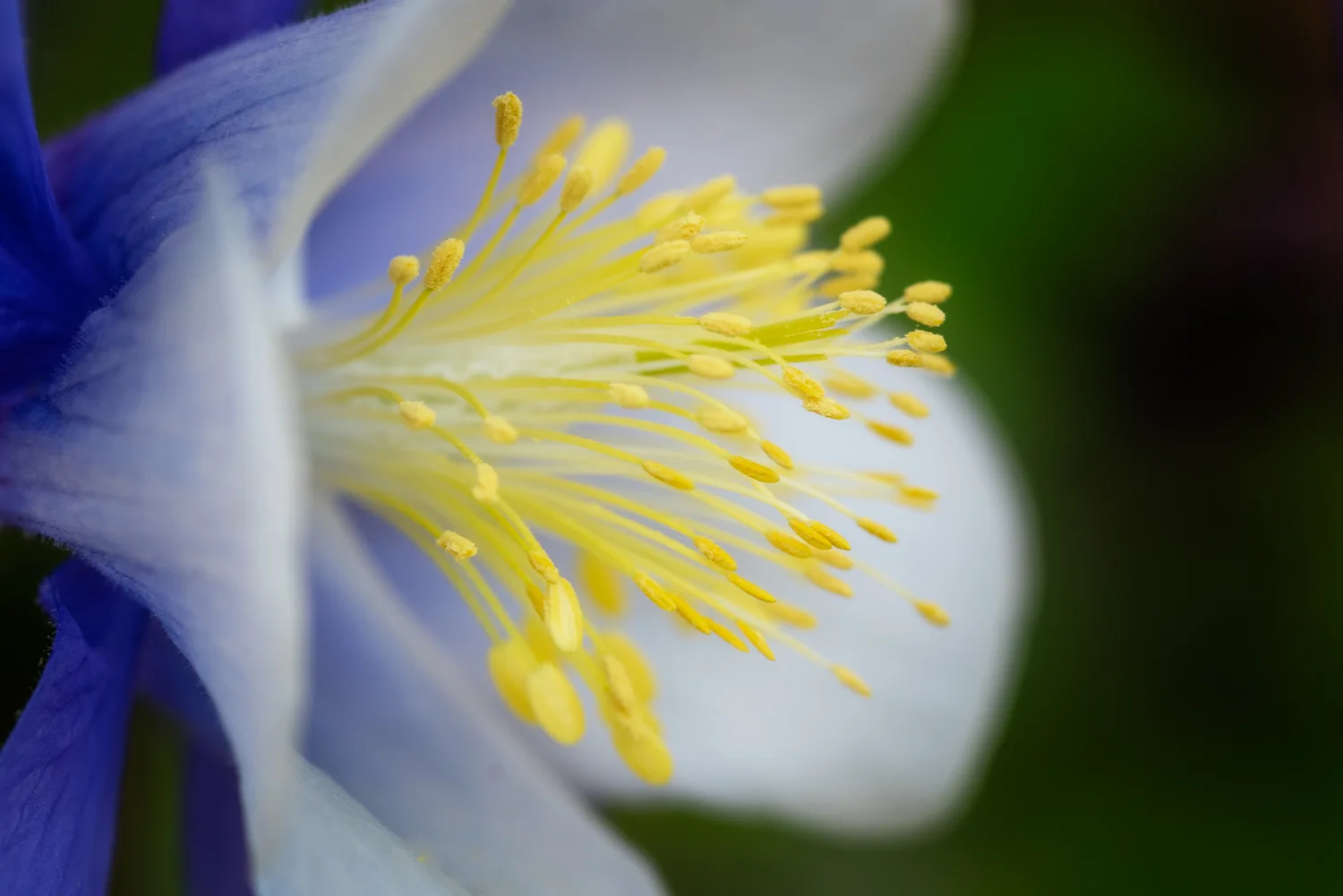 Flower-7500268.jpg