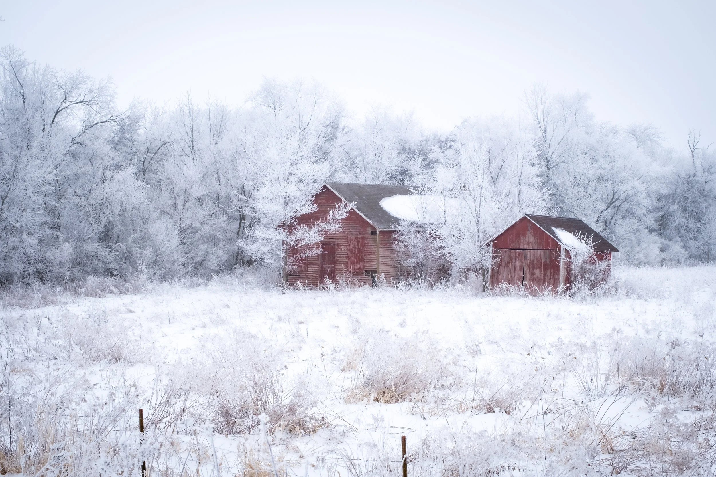 WinterFrost-0953.jpg